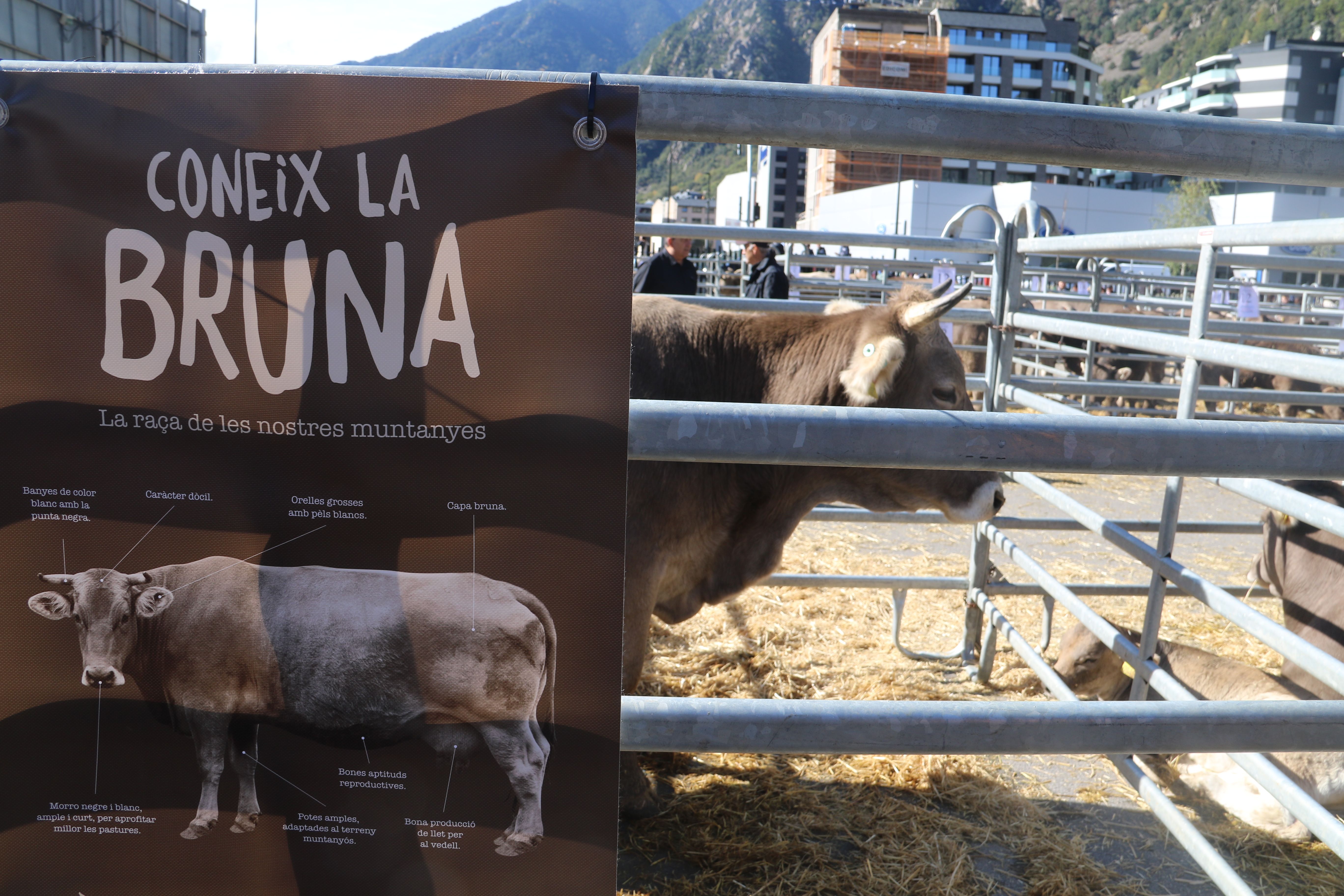 La nova campanya sobre la vaca bruna, molt present. La nova campanya sobre la vaca bruna, molt present.