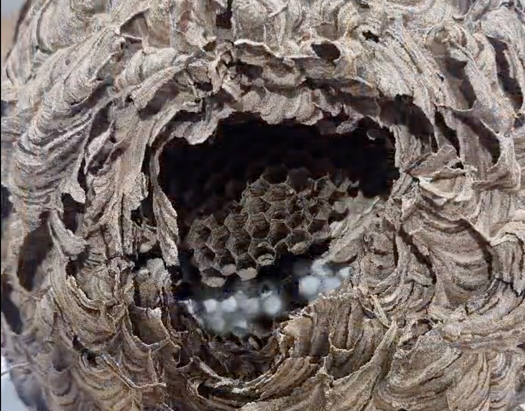 Un niu de vespa asiàtica.