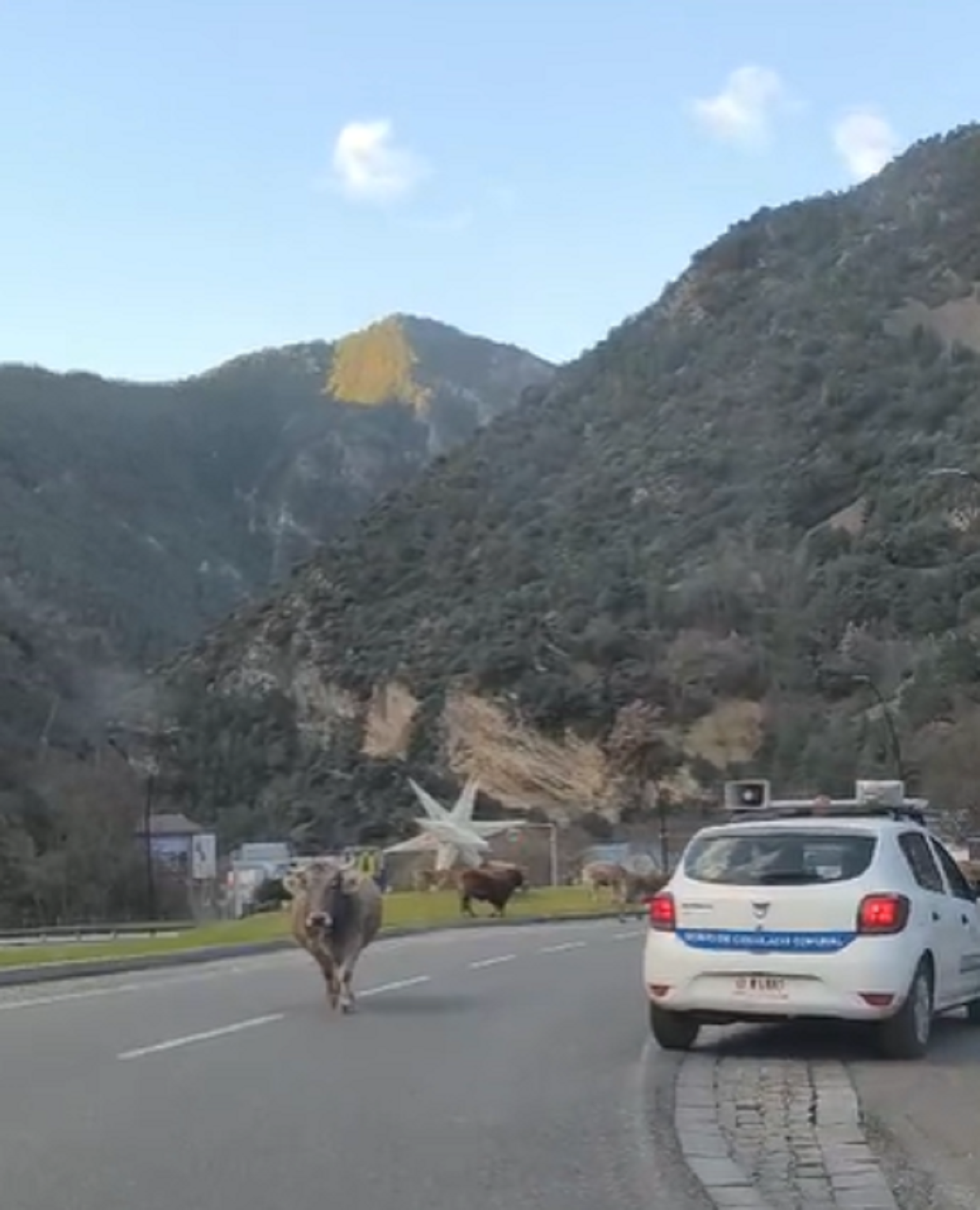 Les vaques a la rotonda de la Margineda aquest matí.