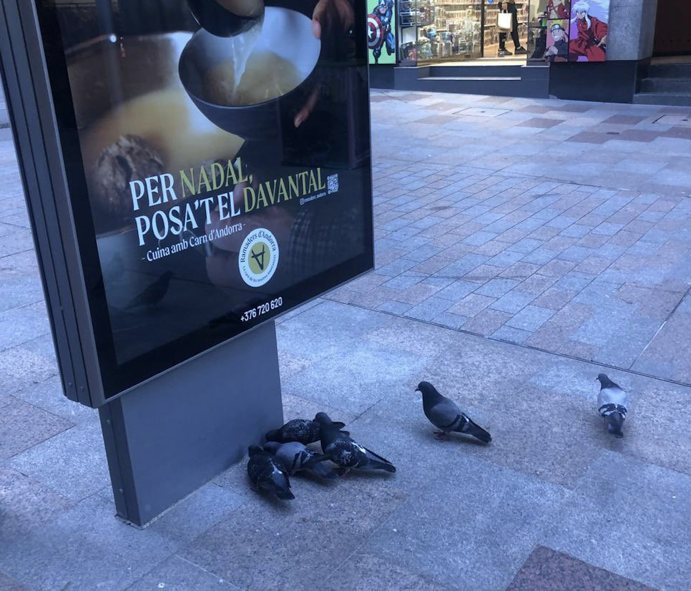 Coloms a la zona menjant el que els llança la veïna.