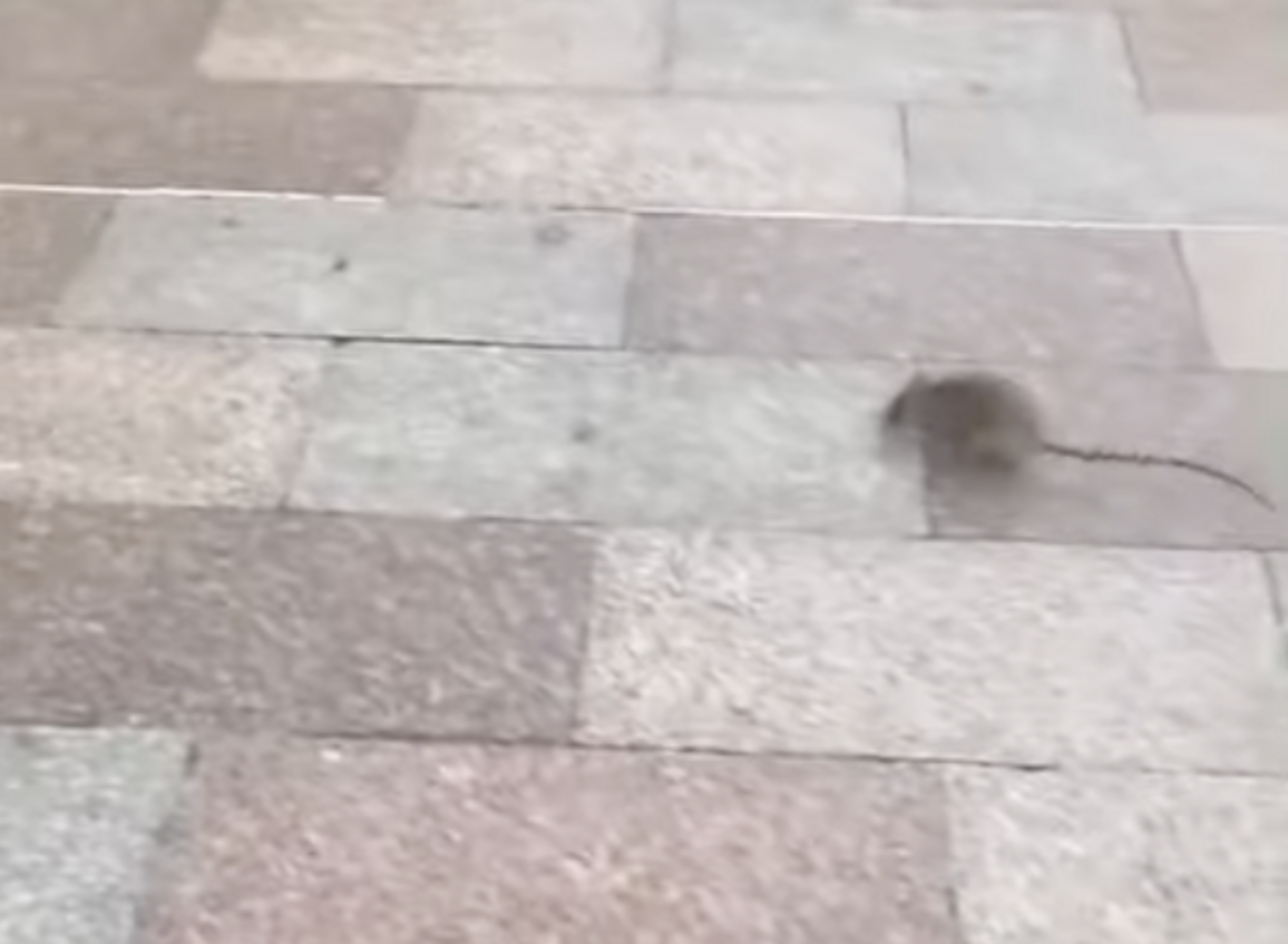 La rata corrent per Carlemany.