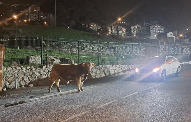 L'animal ha causat més d'un ensurt als conductors.