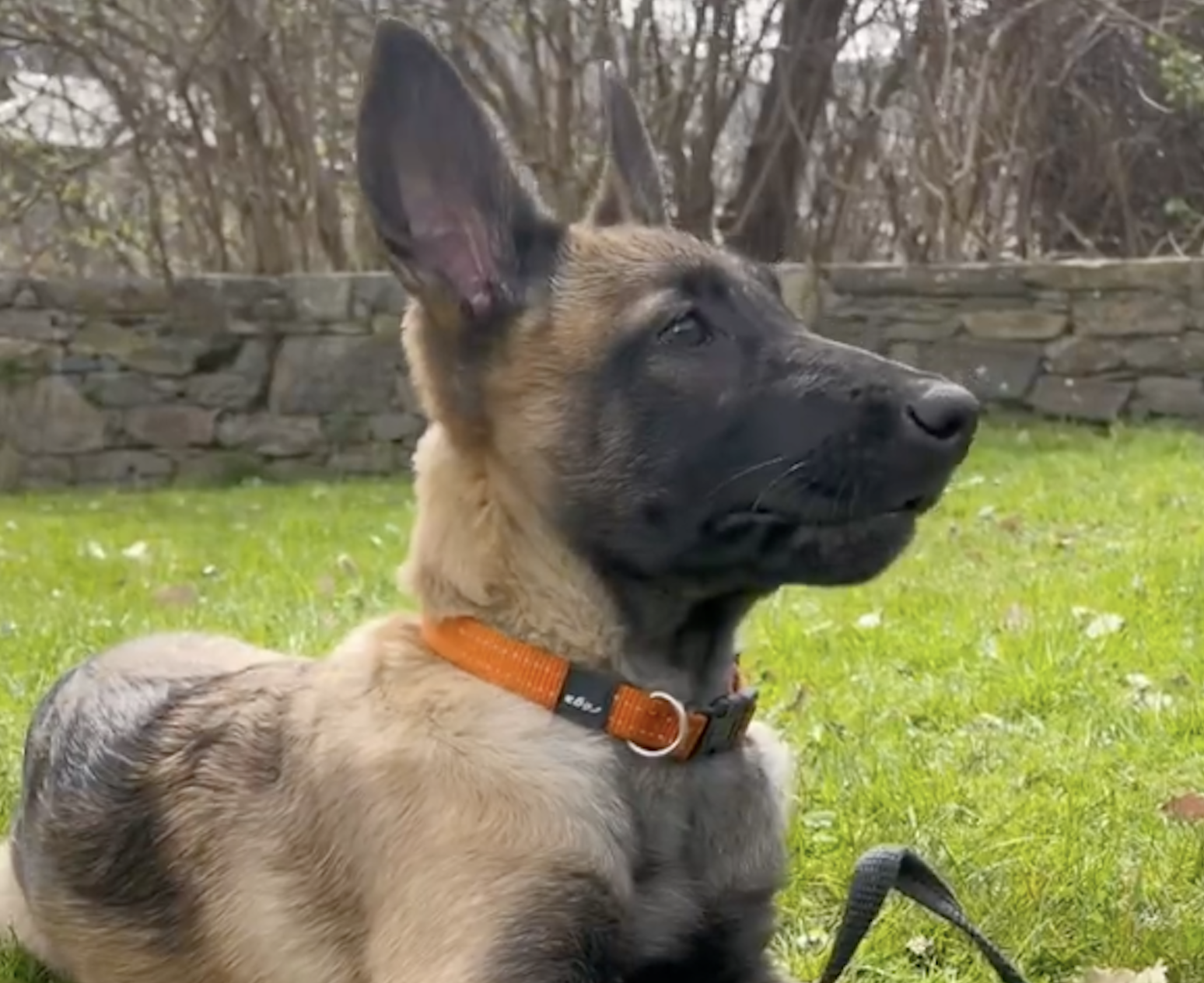 La BoudiKA, la futura gossa policia.
