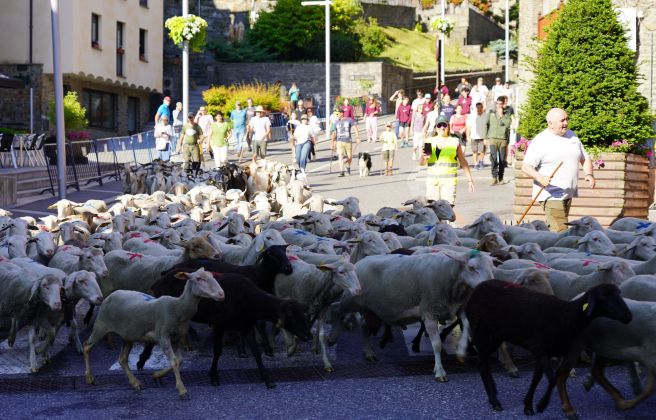 Les ovelles arribant al centre de la parròquia. Les ovelles arribant al centre de la parròquia.