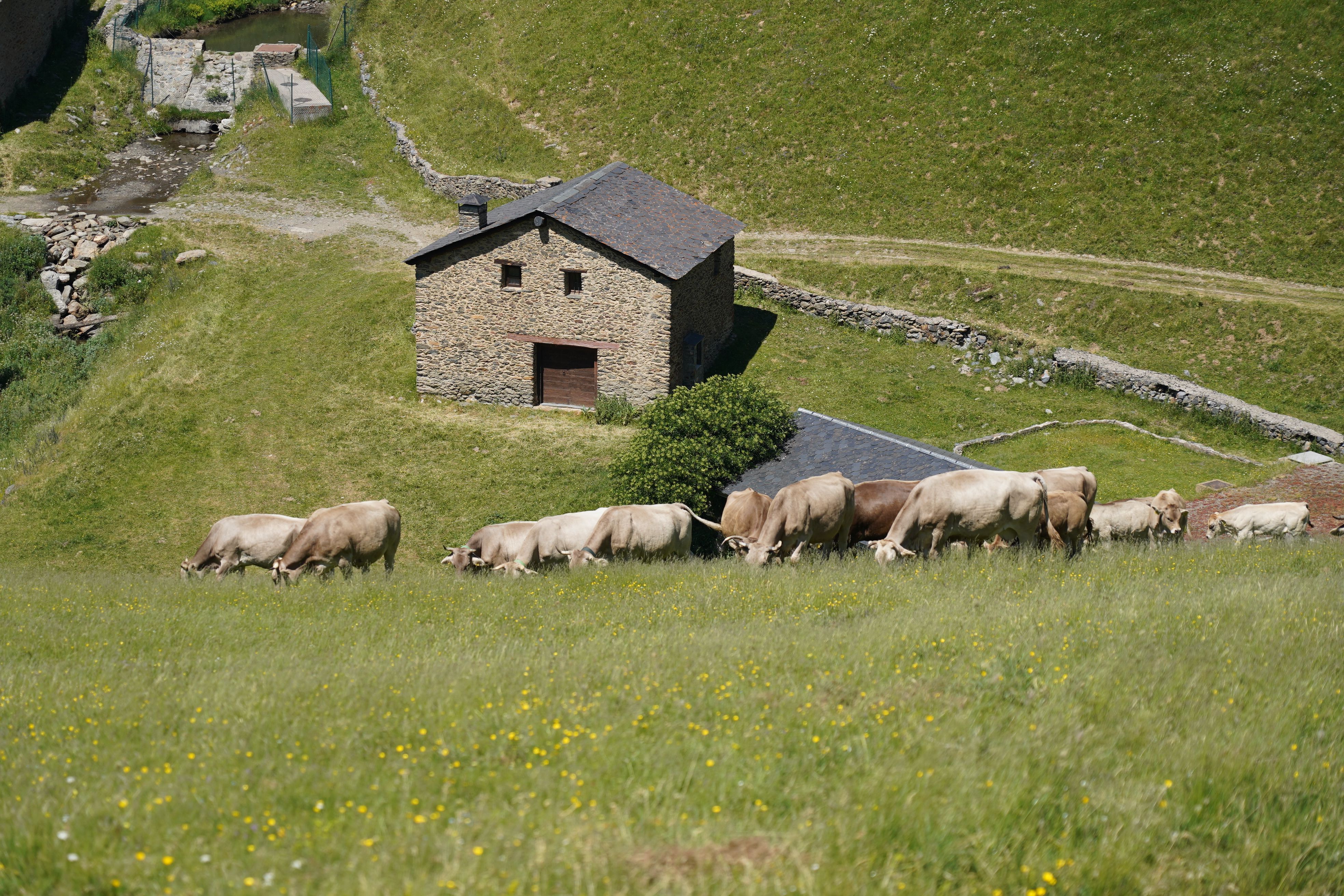Les vaques pastuant per la vall. Les vaques pastuant per la vall.