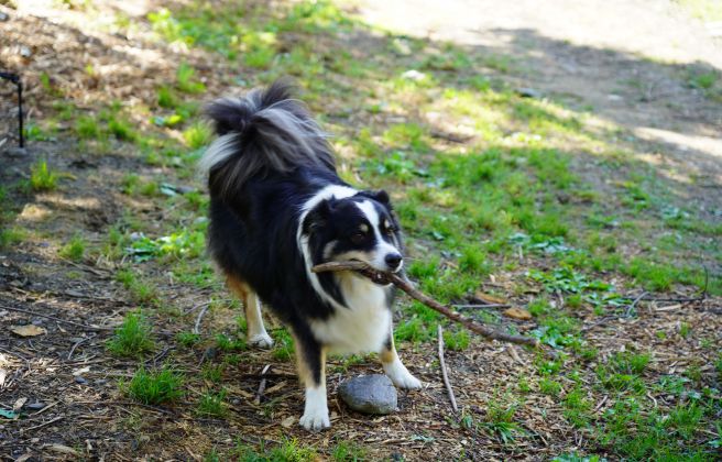 Un gos jugant amb un pal al nou parc caní. Un gos jugant amb un pal al nou parc caní.