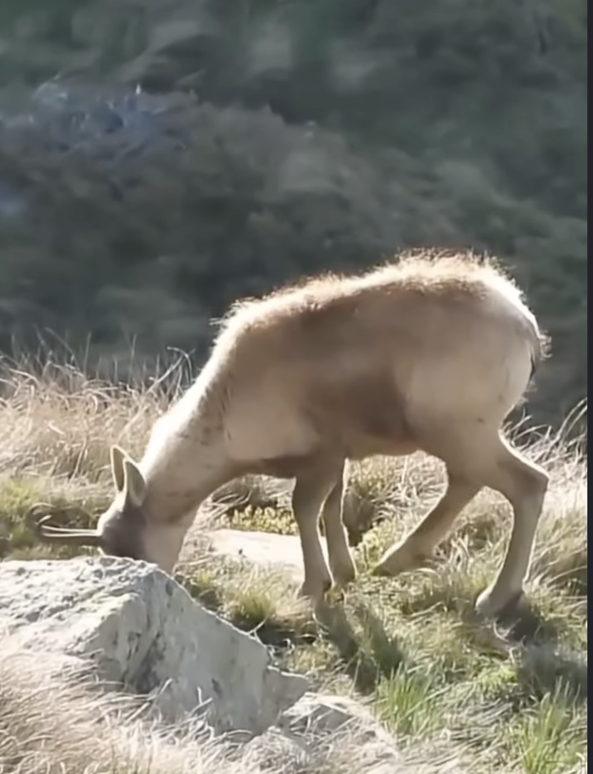 Un isard s’alimenta a la muntanya. Un isard s’alimenta a la muntanya.