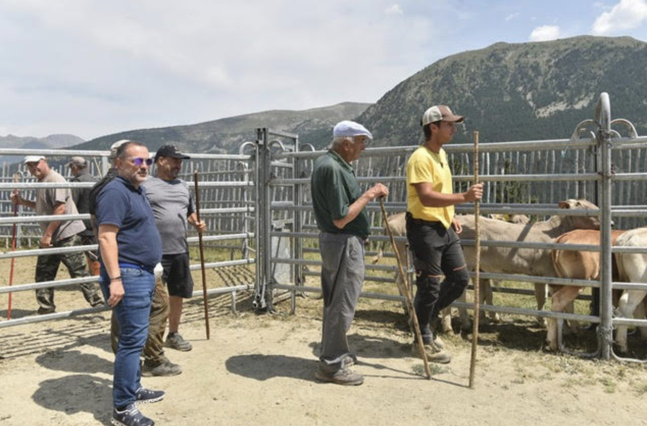 Ramaders, veterinaris i càrrecs del comú s’han reunit avui durant el sanejament de la cabana bovina.