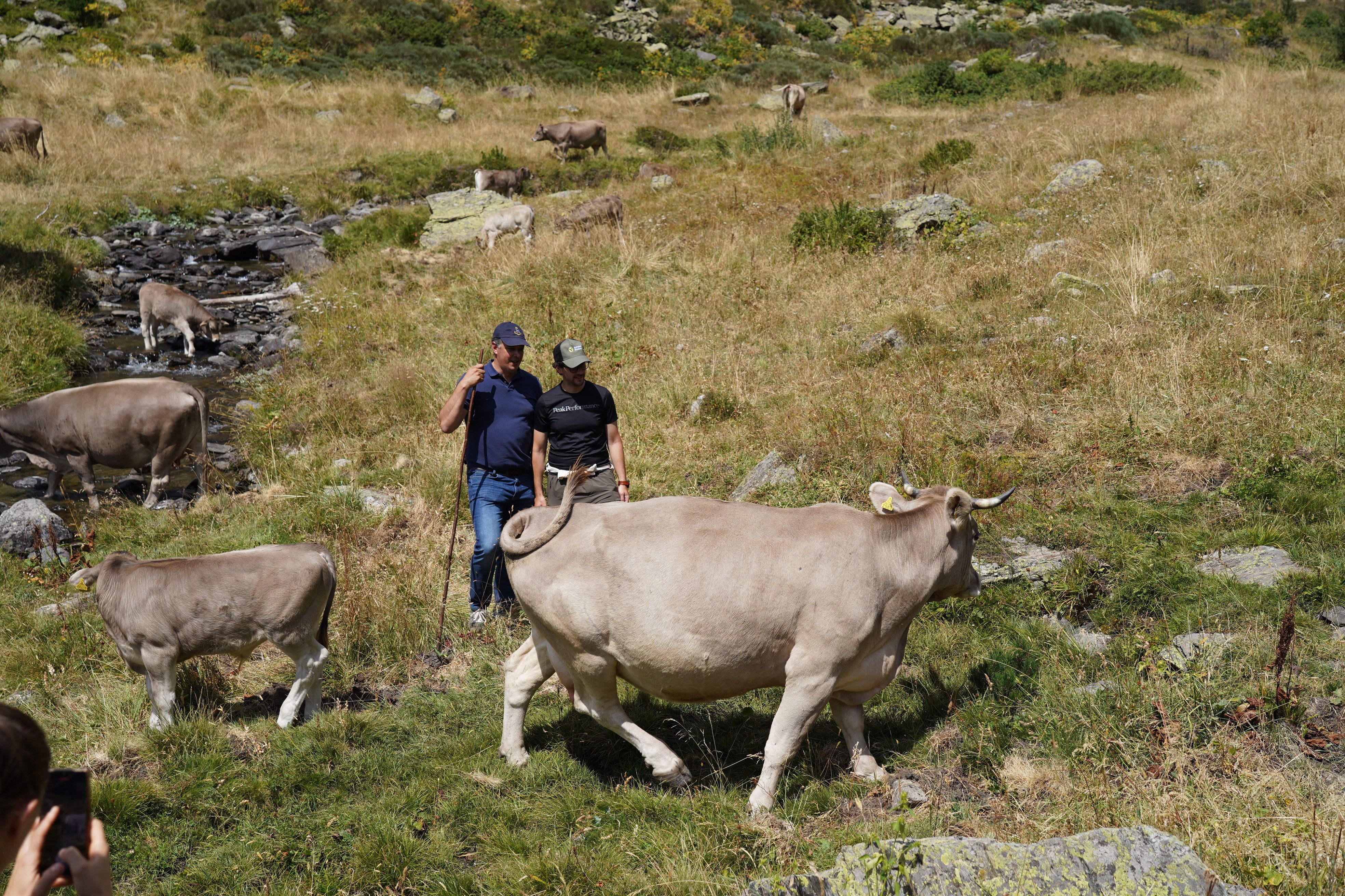 Betriu i Casal amb el bestiar.