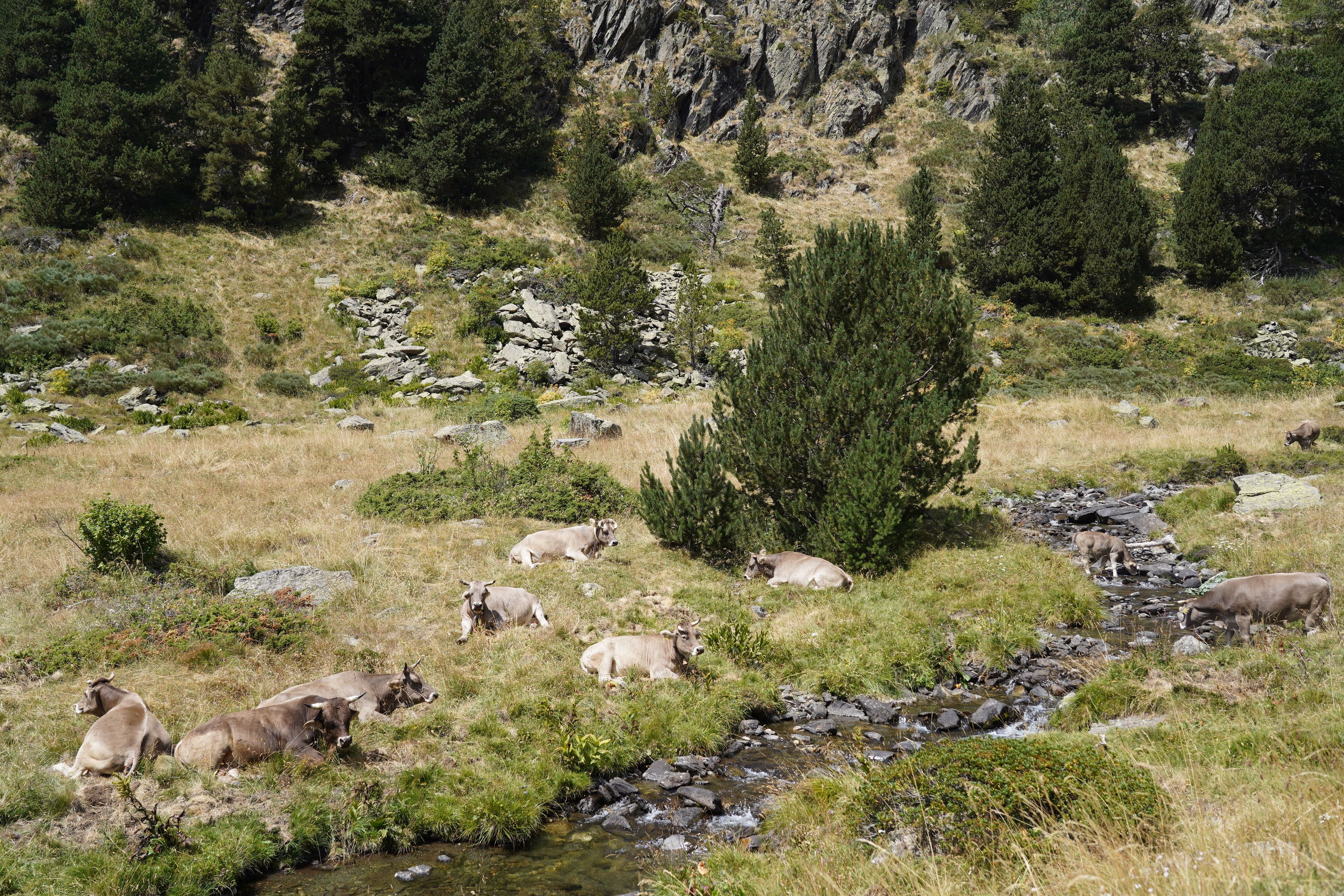 El bestiar al costat del riu.