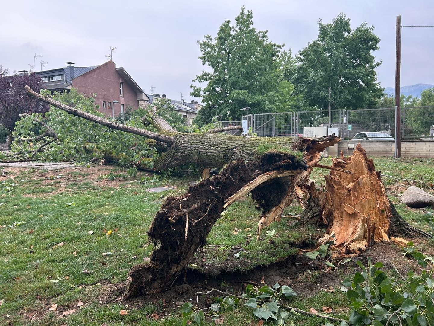 Diversos arbres van acabar caient durant la tarda d'ahir dilluns. Diversos arbres van acabar caient durant la tarda d'ahir dilluns.