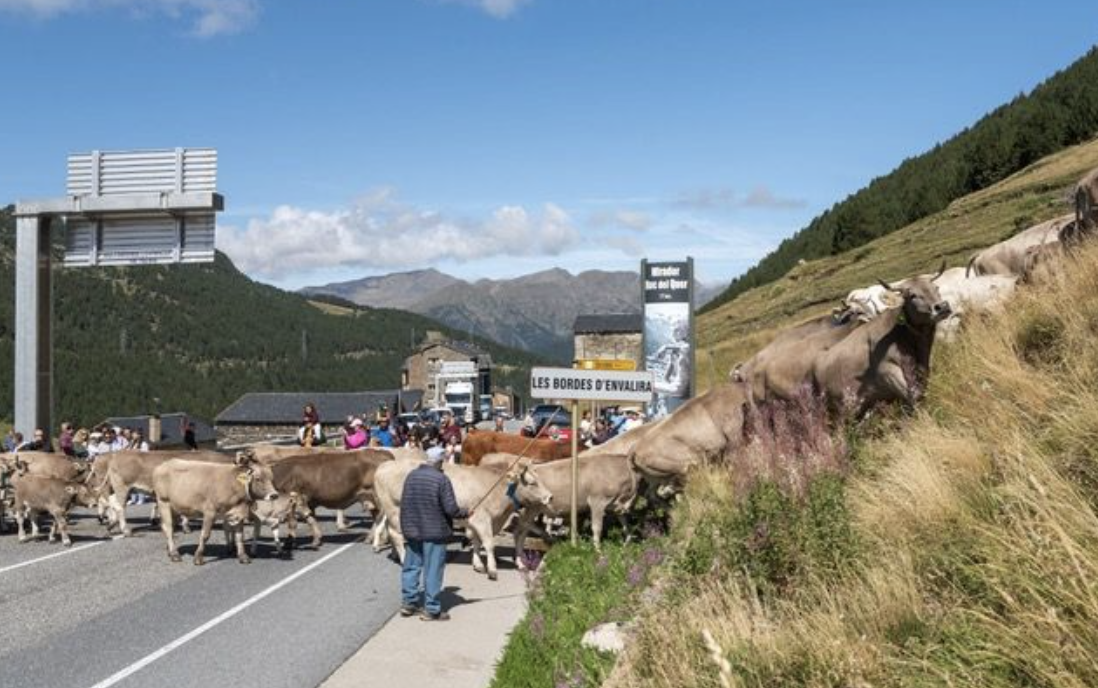 Arribada del bestiar a Bordes d'Envalira.
