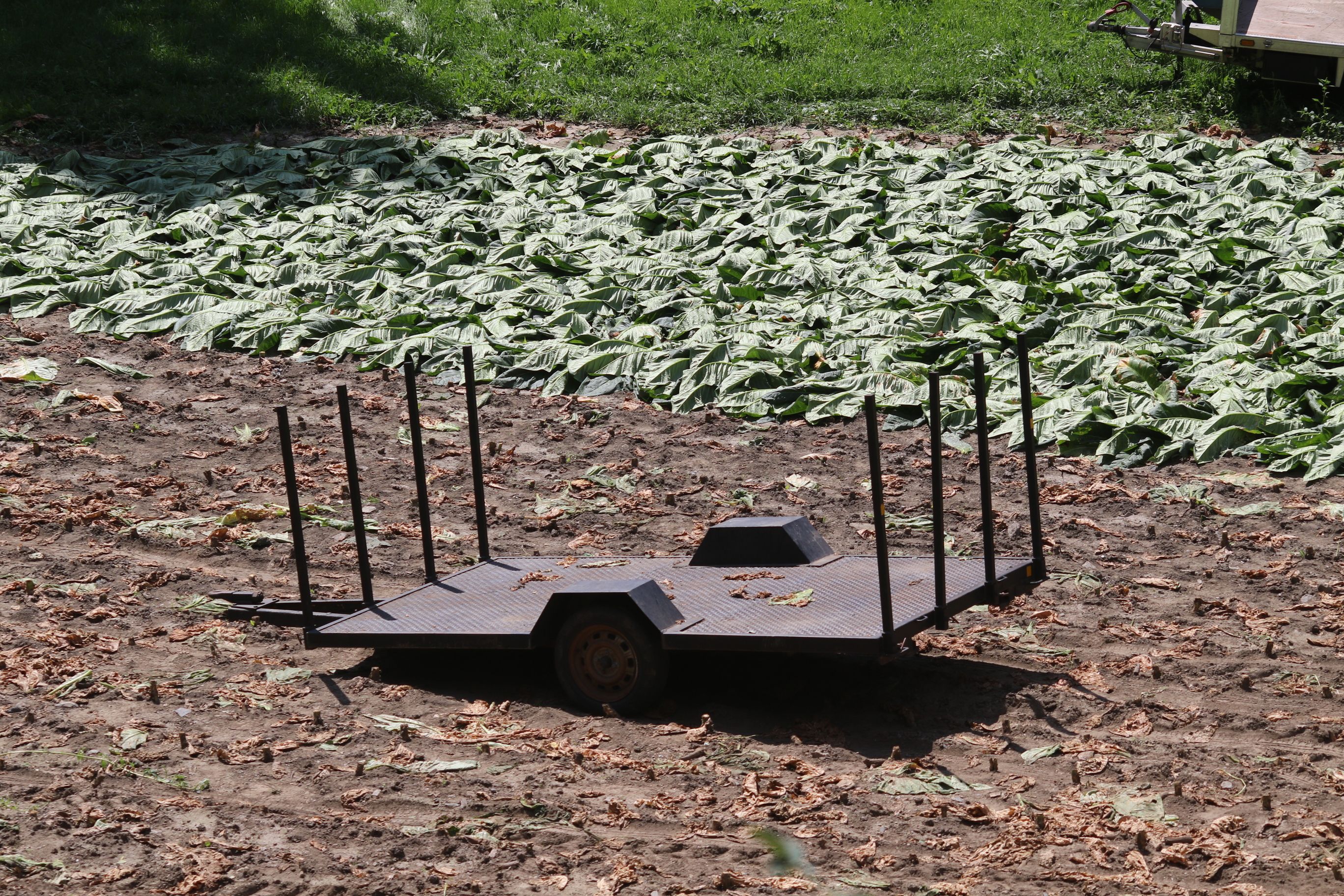 Un camp d'Ansalonga on s'està plegant el tabac.