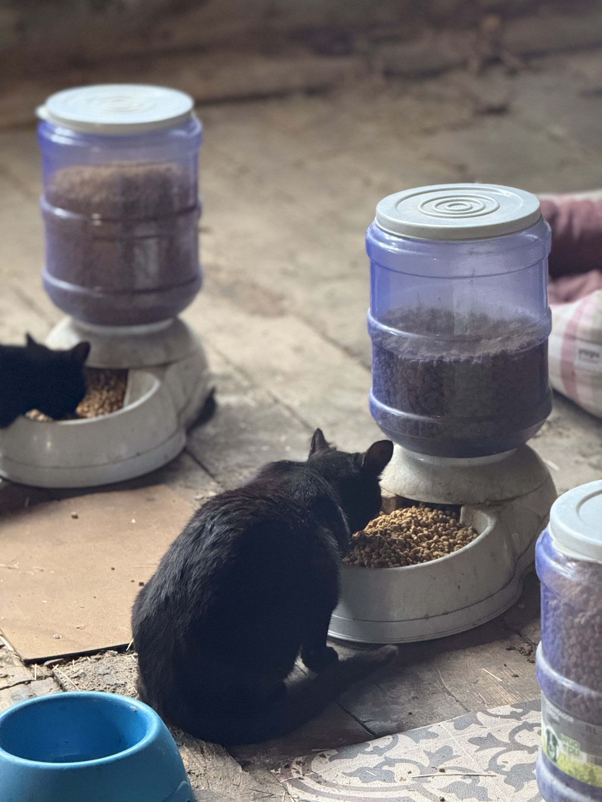 Imatge d'una colònia de gats de la parròquia.