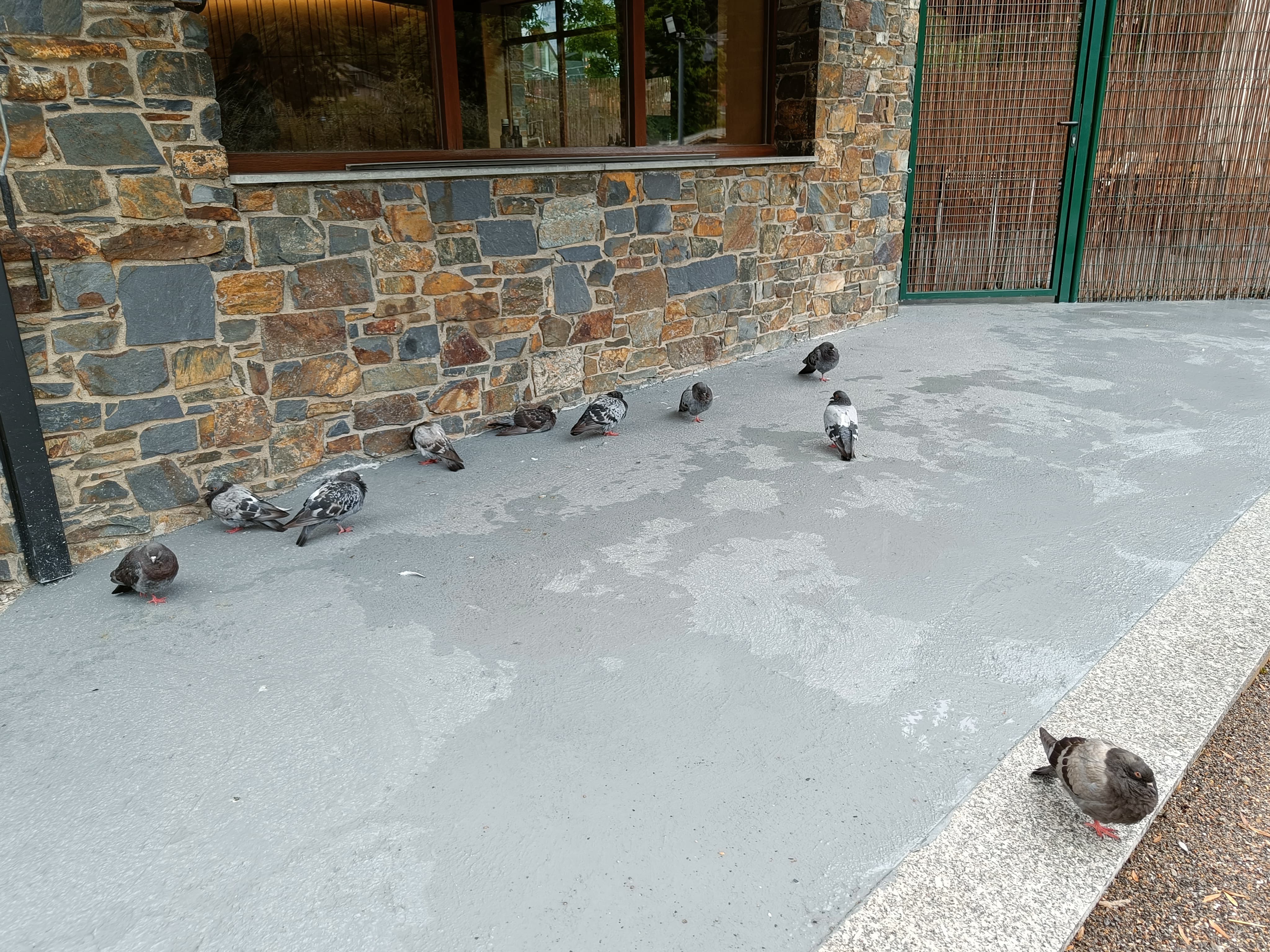 Coloms a tocar d'un establiment de restauració d'Andorra la Vella.