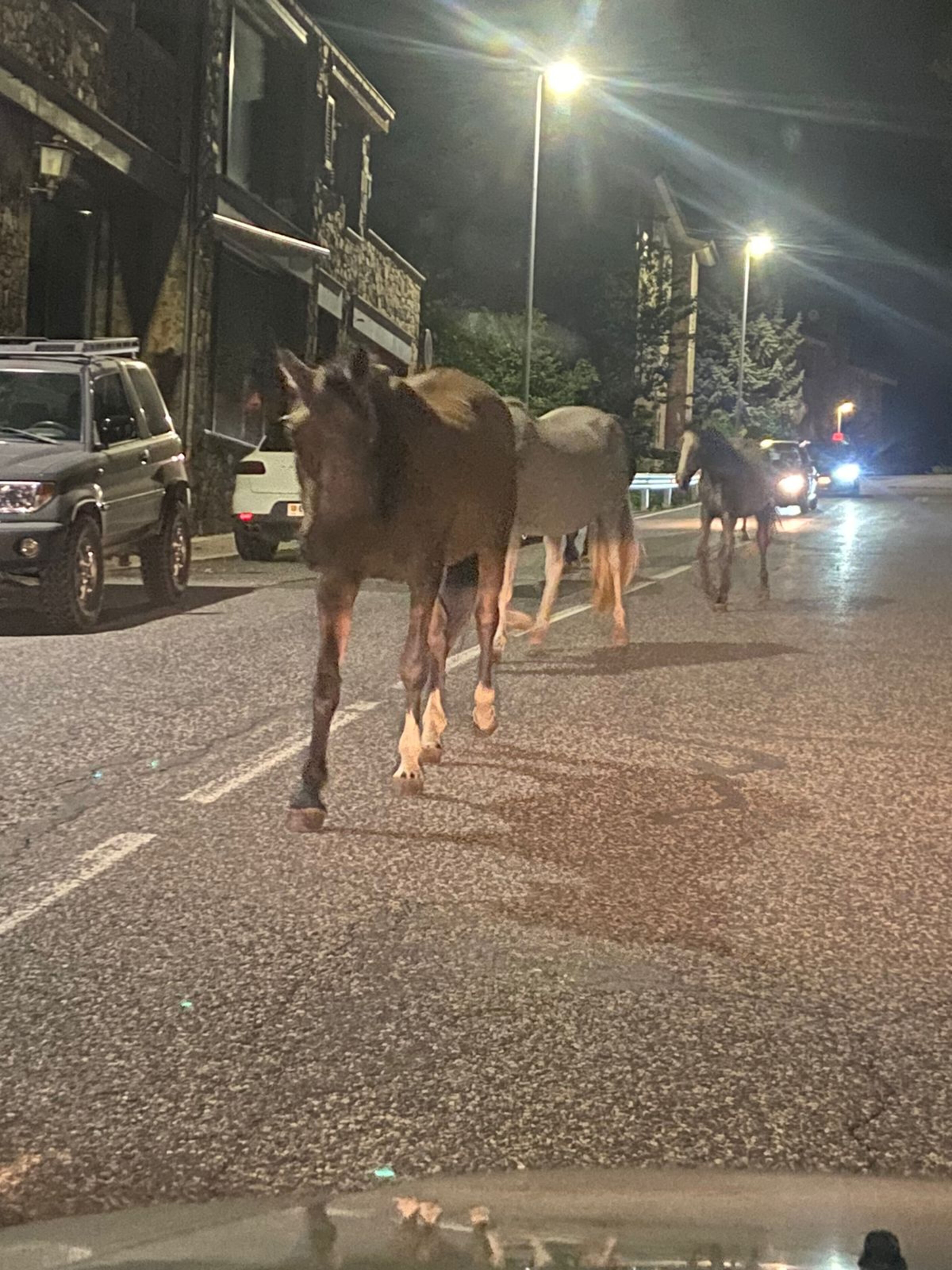 Els cavalls per la carretera d'Engolasters.