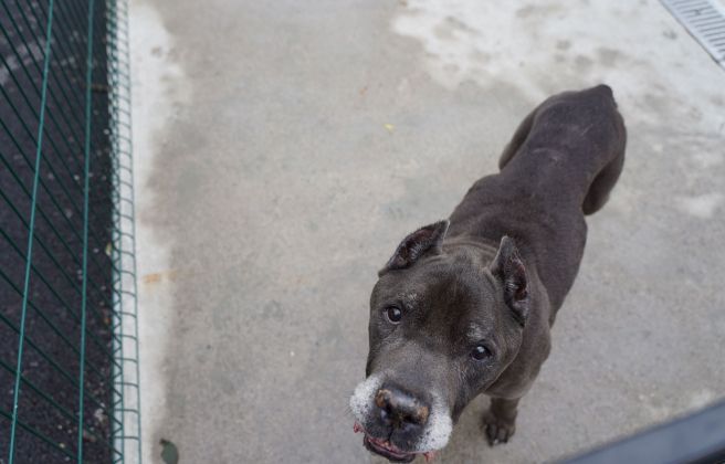 Un dels gossos que es troba al centre de protecció caní. Un dels gossos que es troba al centre de protecció caní.