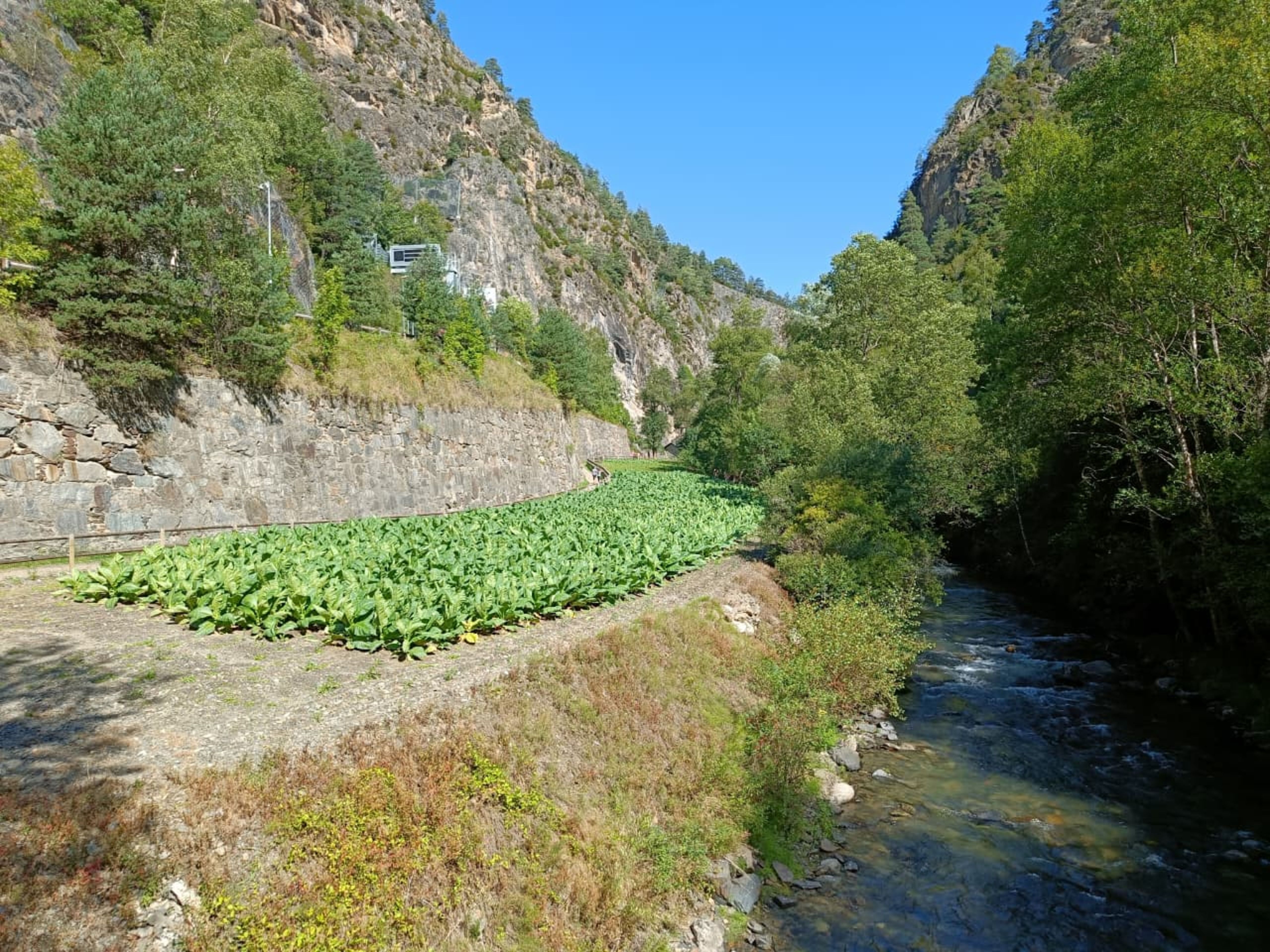 Un camp encara amb tabac a l'altura de Sant Antoni de la Grella, a la Massana.