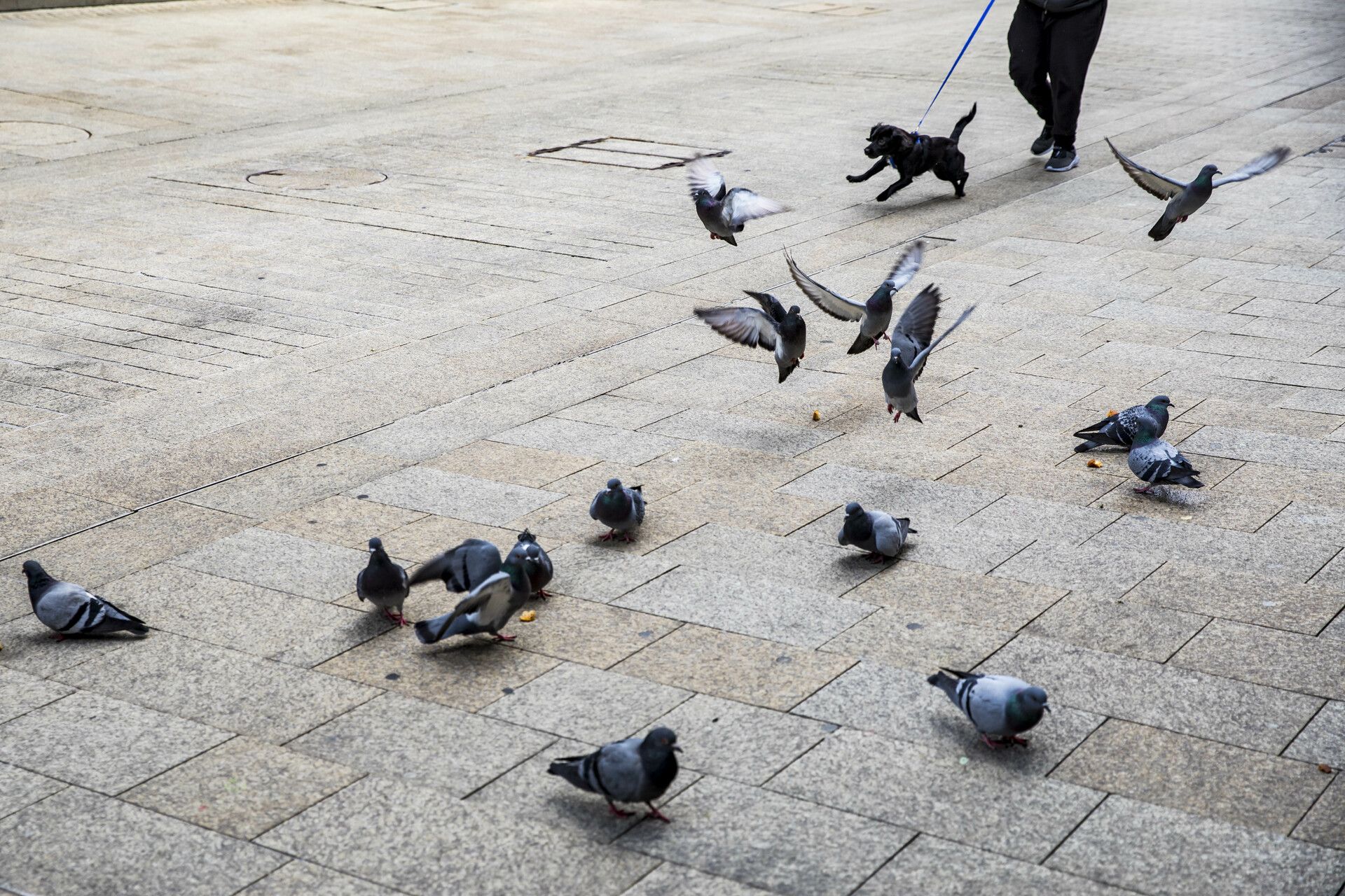Coloms a la via pública.