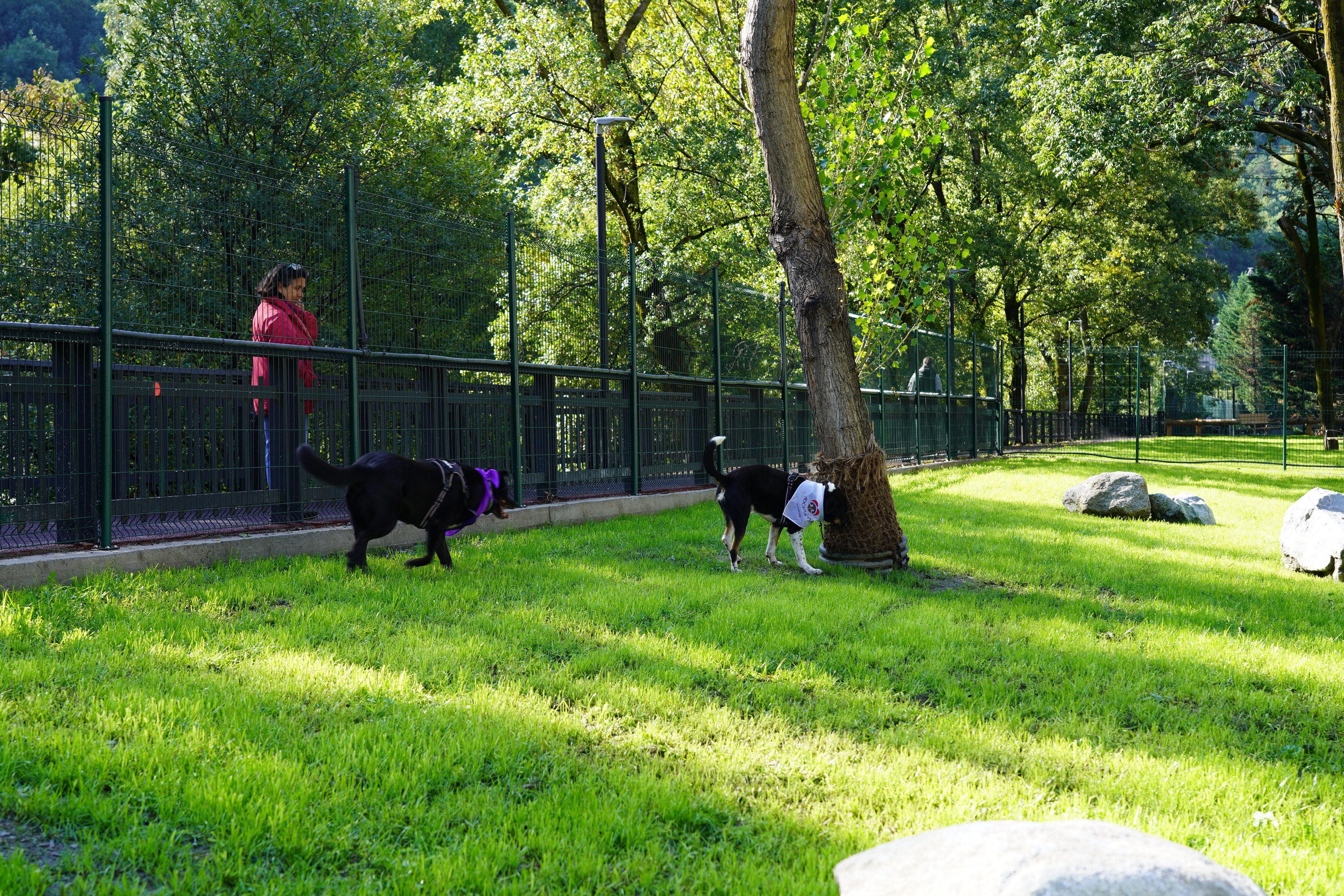 Els primers gossos a provar el nou parc caní. Els primers gossos a provar el nou parc caní.