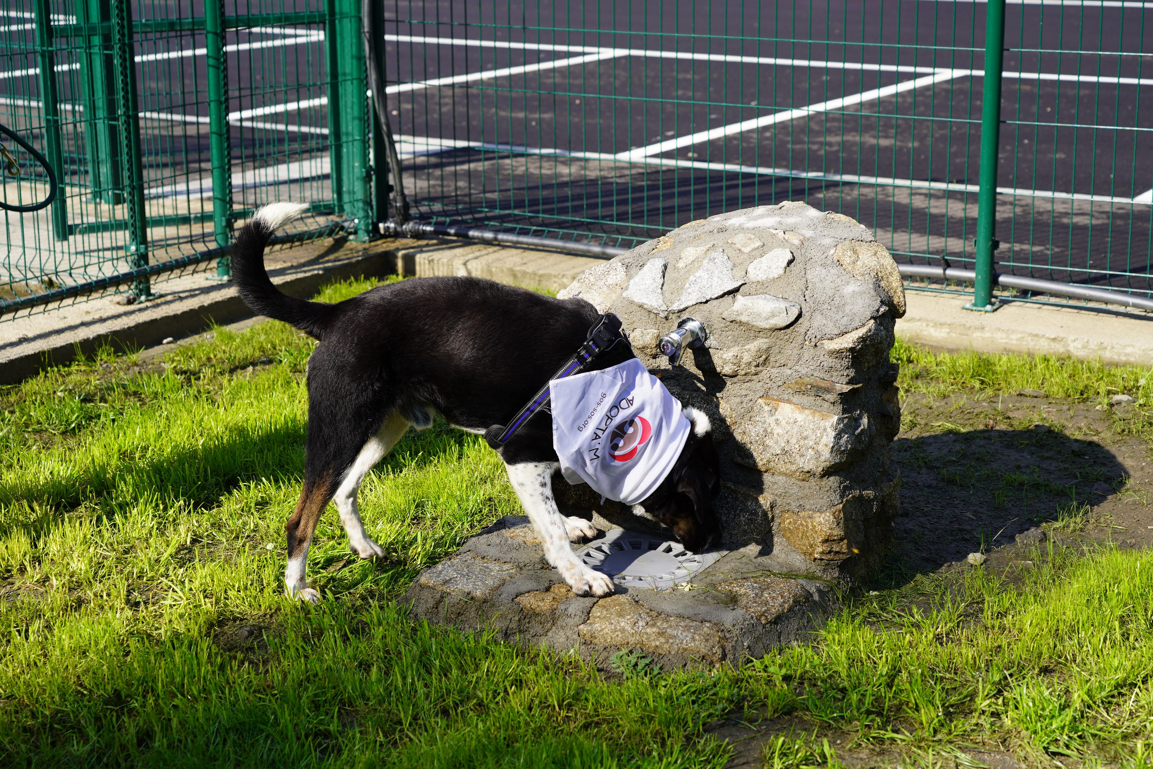 Un dels primers gossos a estrenar el nou parc caní. Un dels primers gossos a estrenar el nou parc caní.