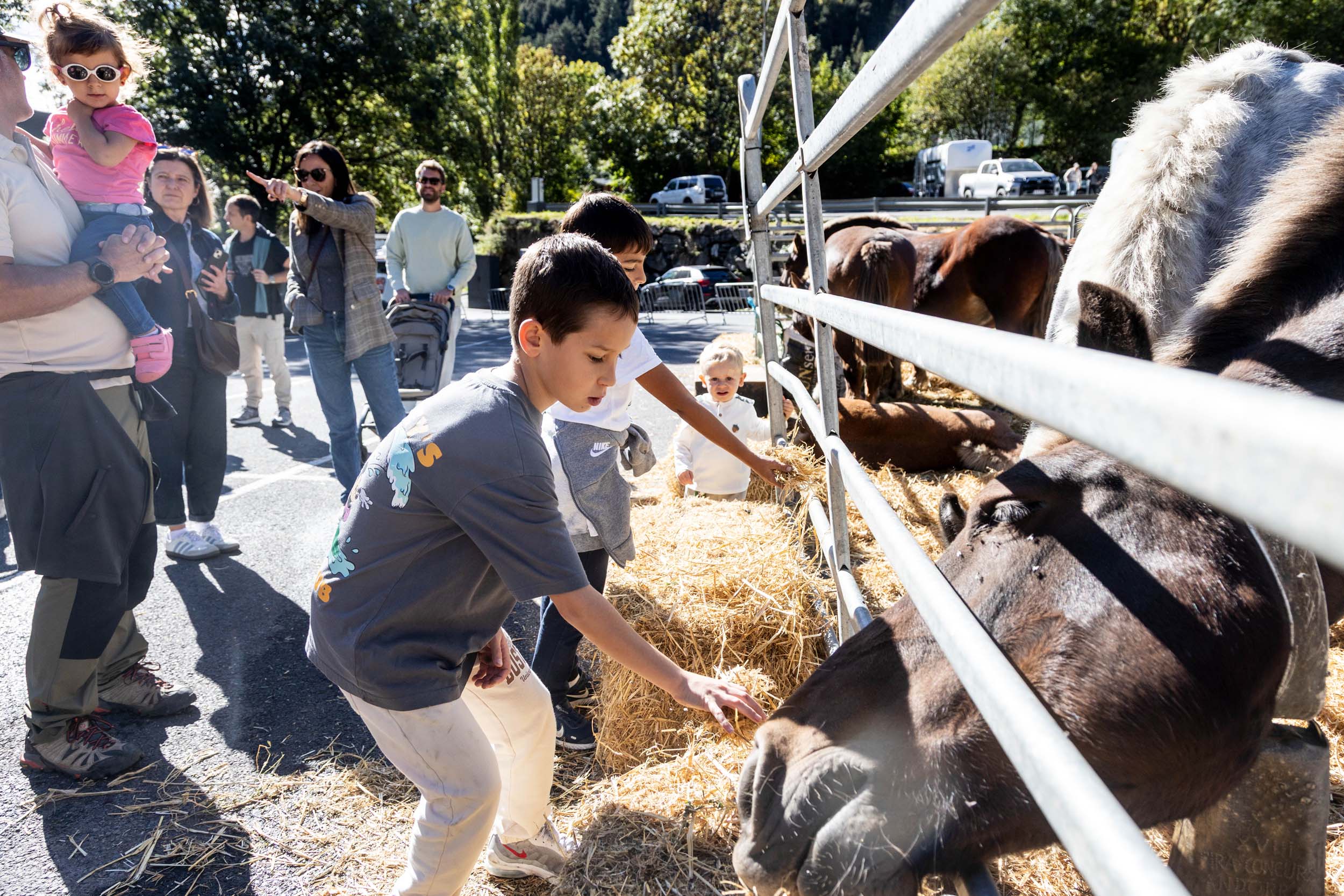 Els més petits, bocabadats amb el bestiar.