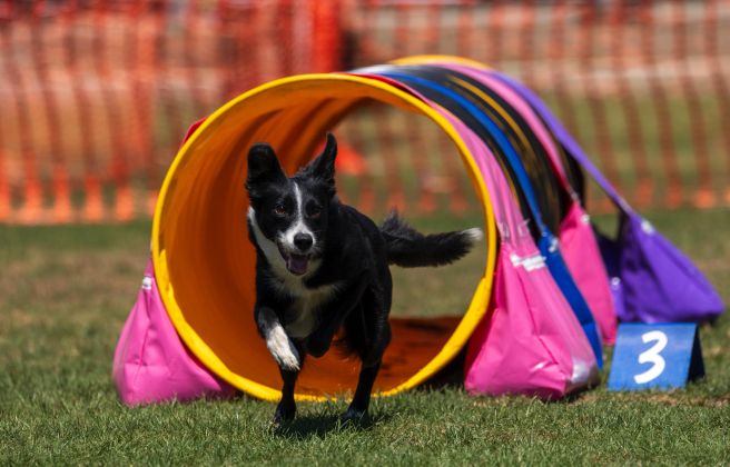 Inauguració Club Caní Pirineus
