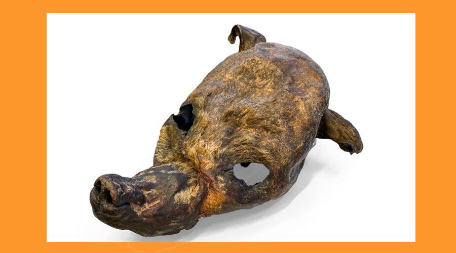 cap centenari ossa ordino cap centenari ossa ordino