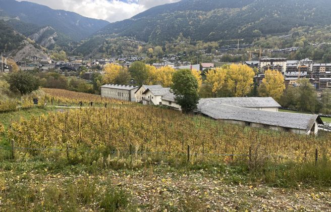 vinya Any de la Part, del celler Casus Belli d'Ordino.