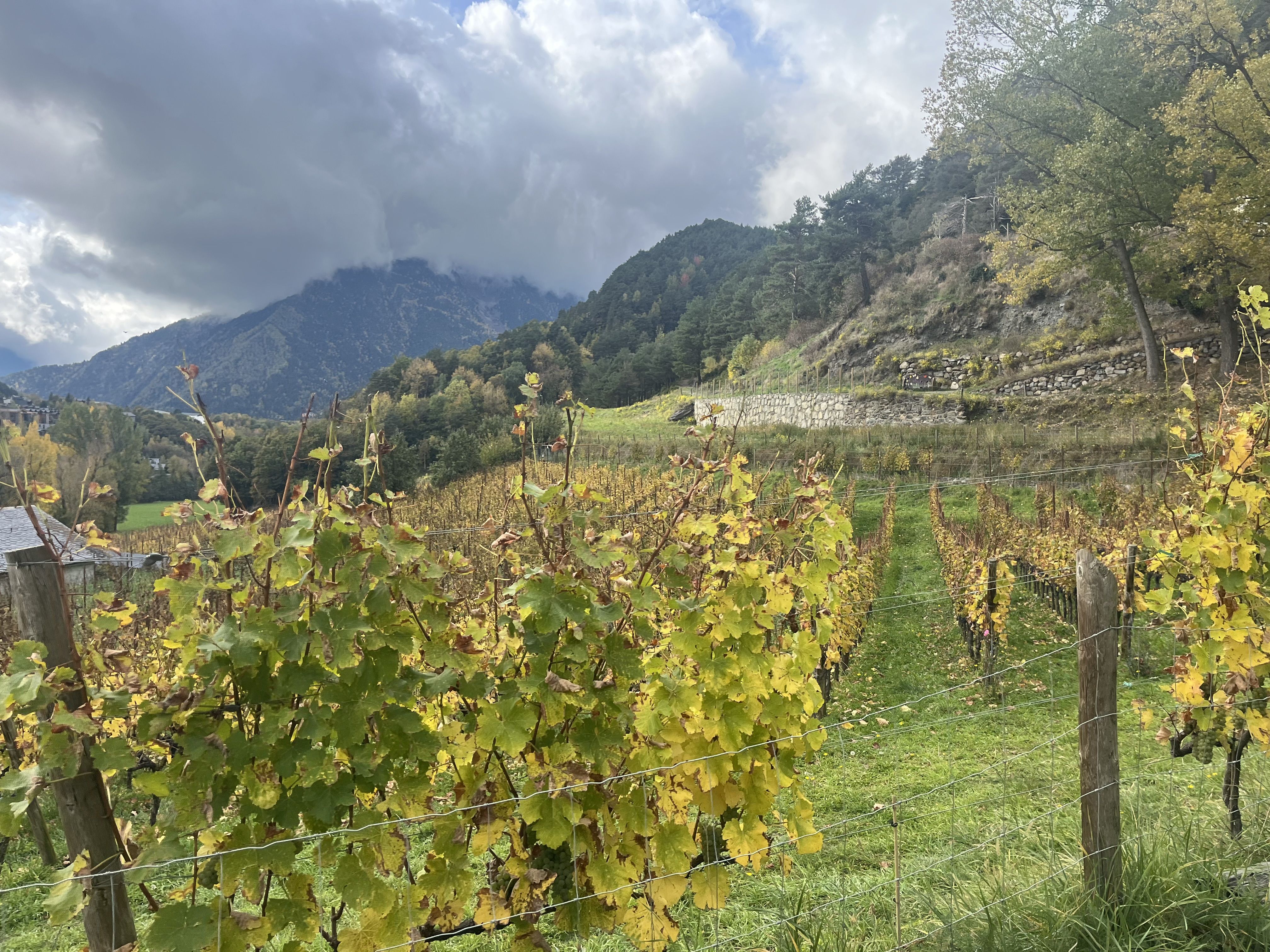 vinya Any de la Part, del celler Casus Belli d'Ordino
