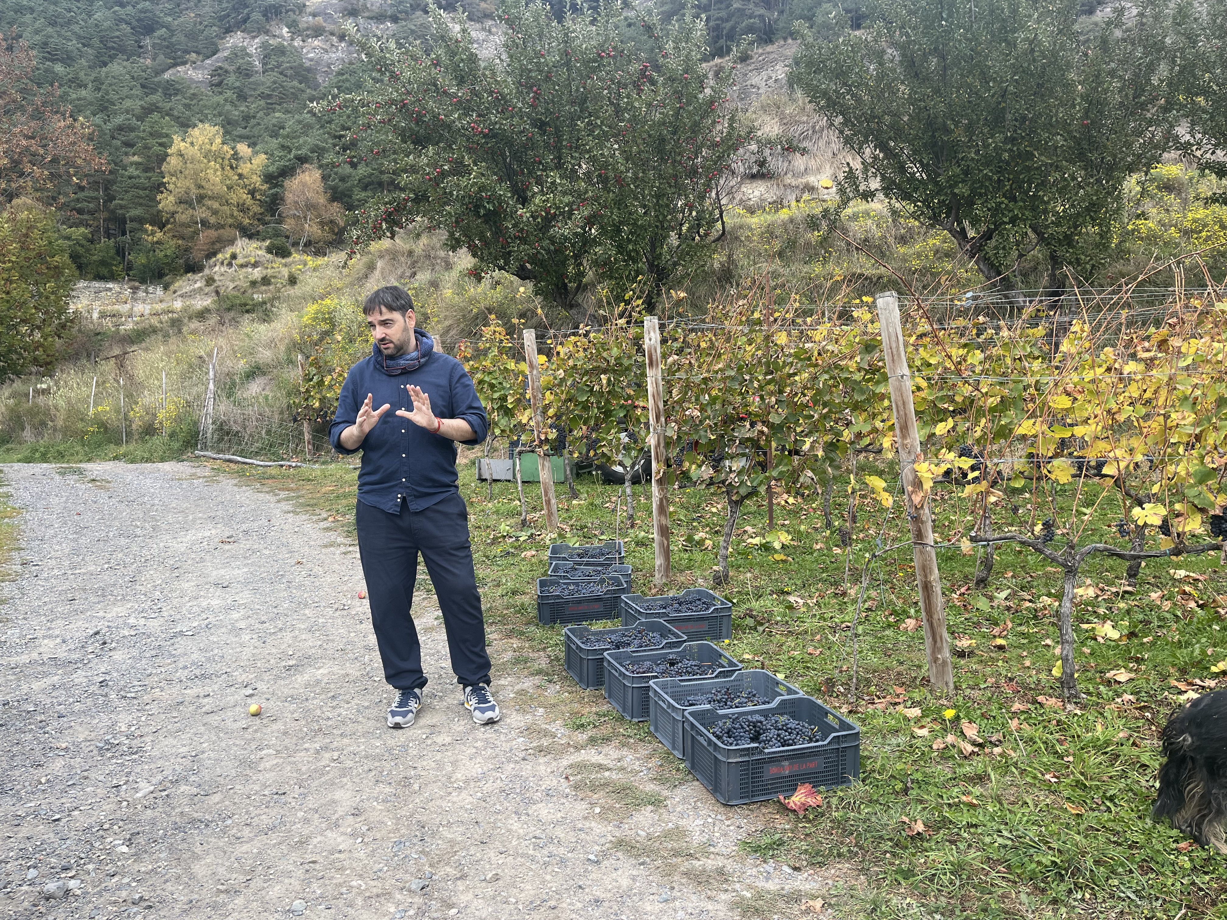 L’enòleg Miquel Medall mostrant la collita que s’ha fet aquest matí.