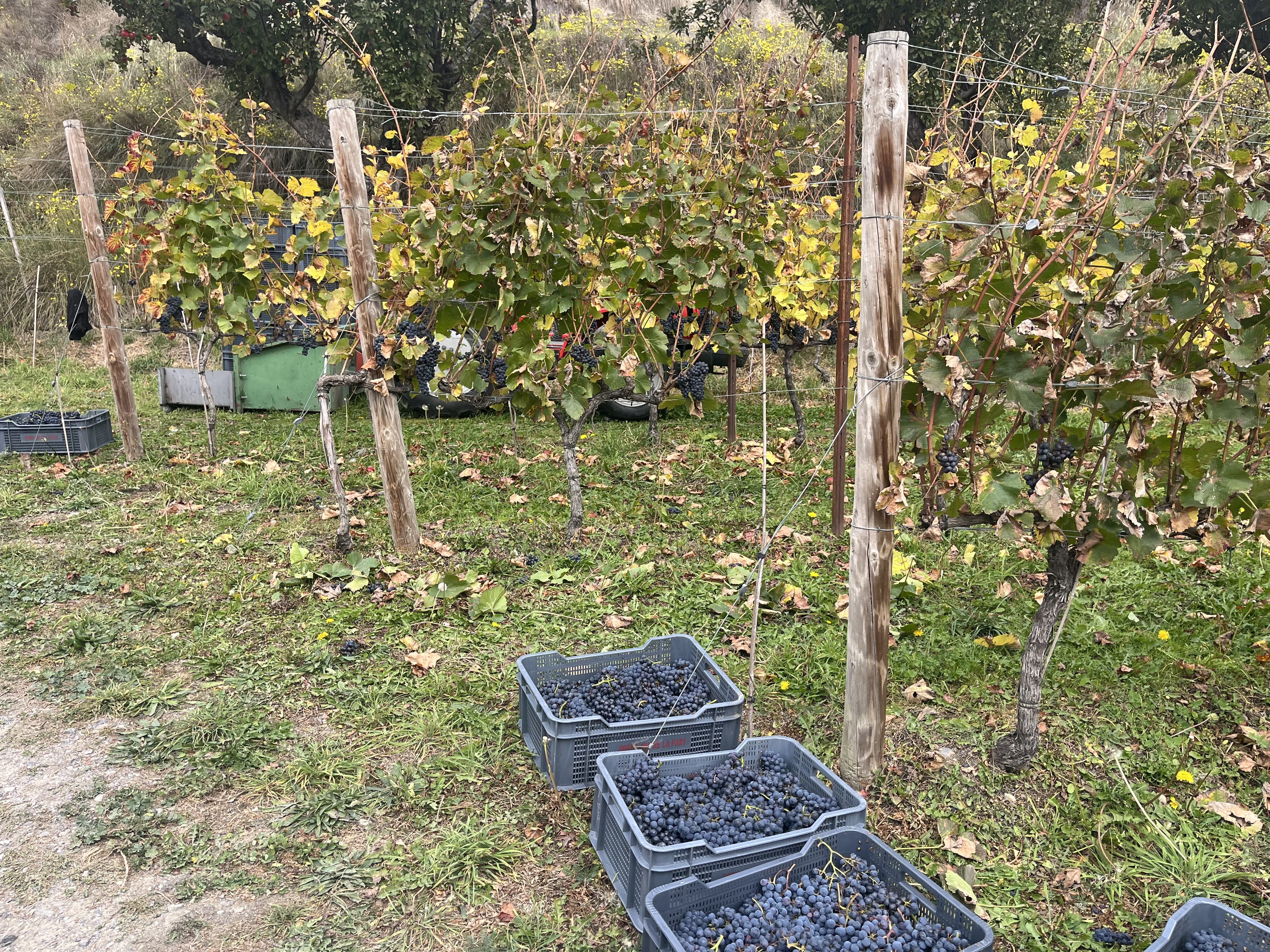 El raïm collit aquest matí a les vinyes del celler Casus Belli d’Ordino.
