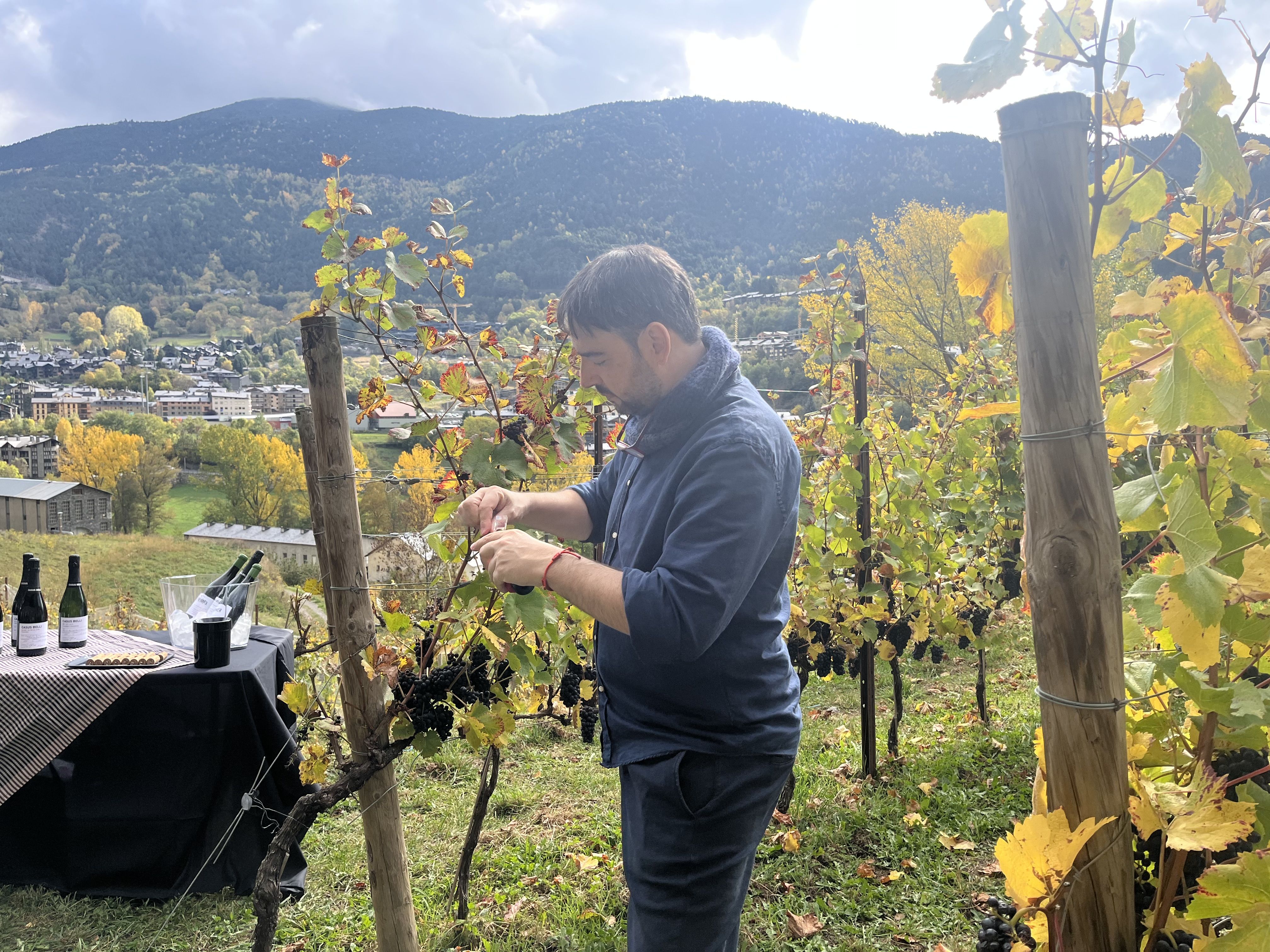 L’enòleg Miquel Medall explicant com es fa el vi.