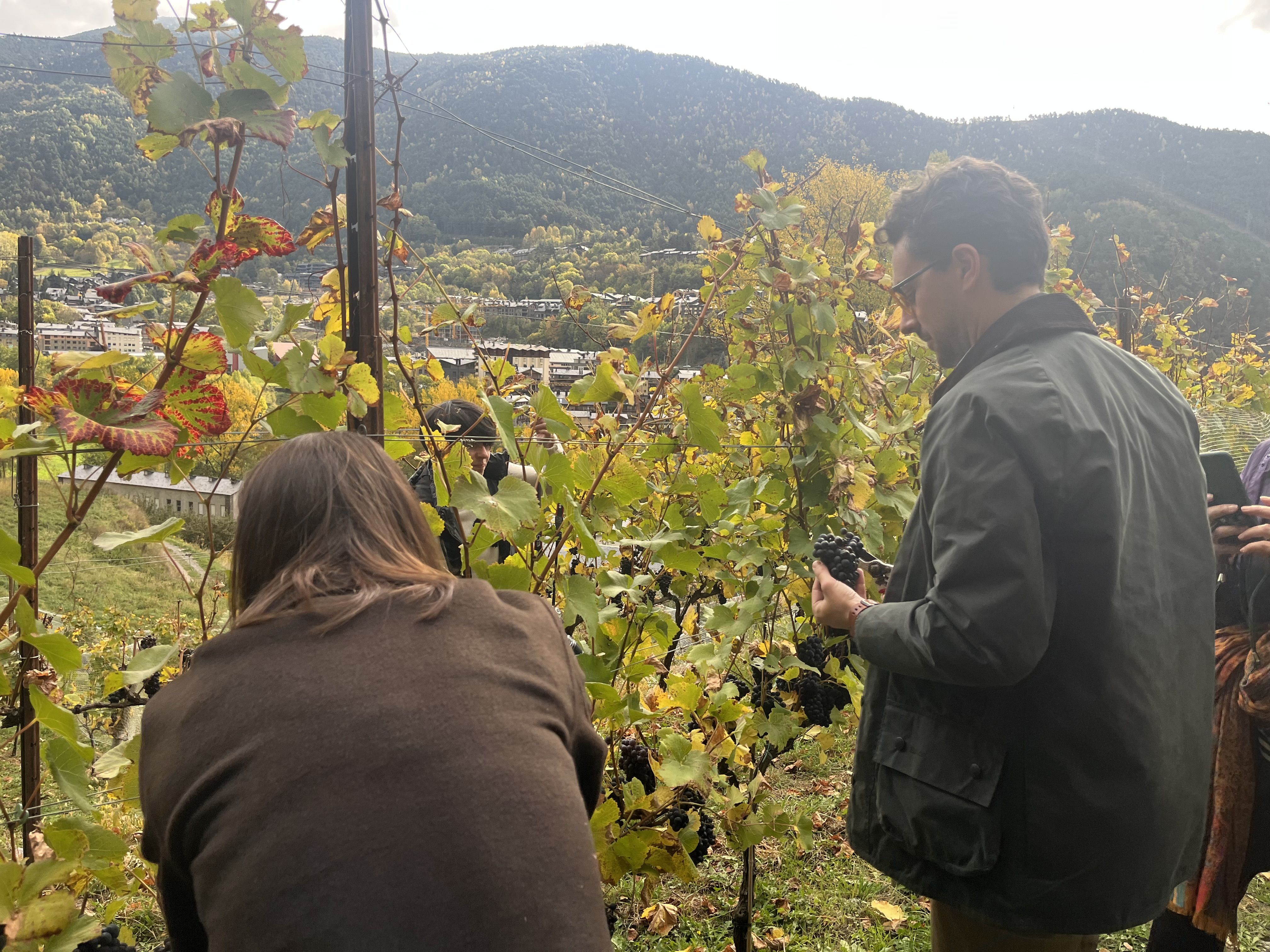 El ministre d’Agricultura, Guillem Casal, i la cònsol major d’Ordino, Maria del Mar Coma, recollint raïm.