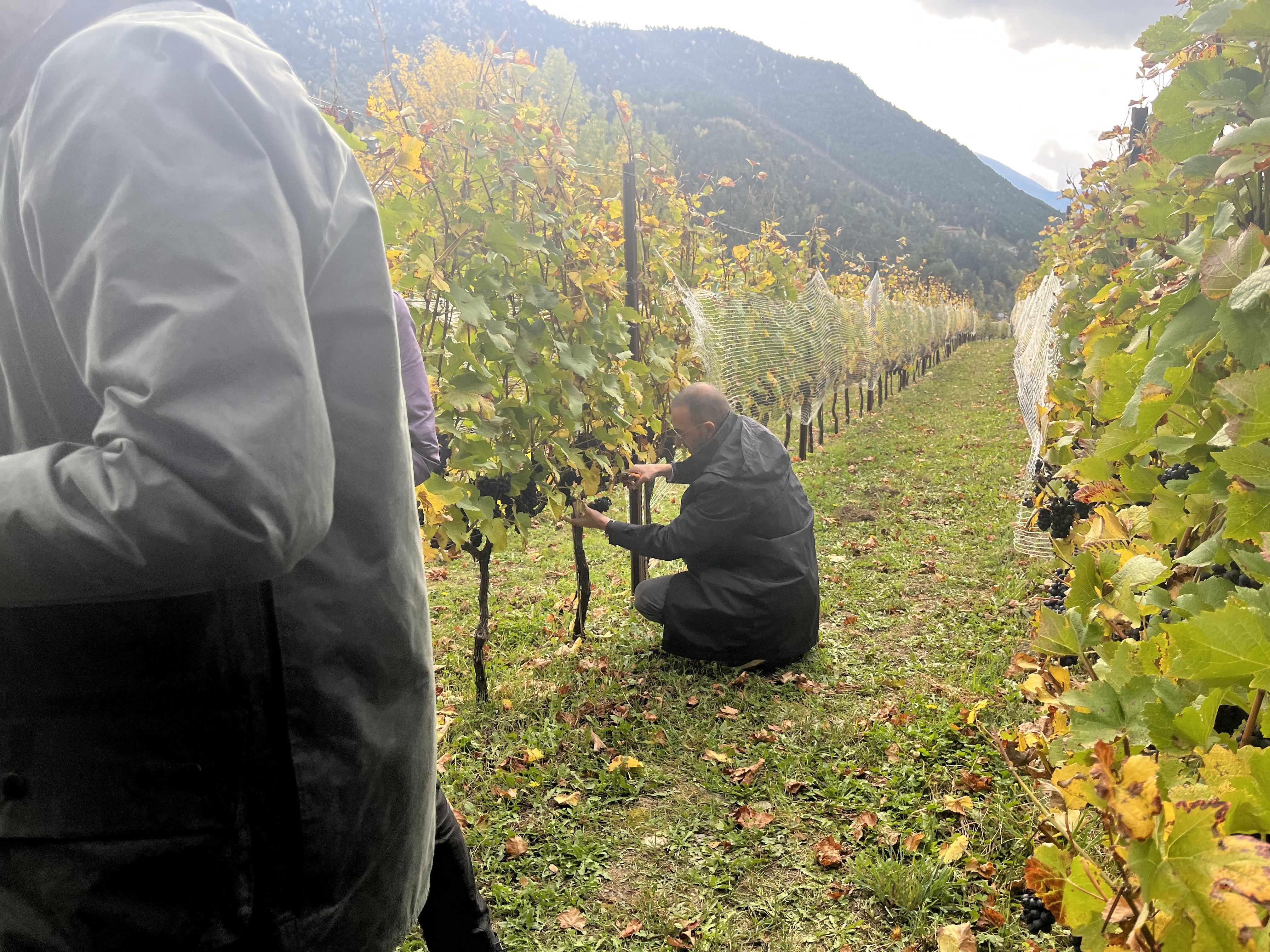 El ministre de Turisme, Jordi Torres, collint raïm.