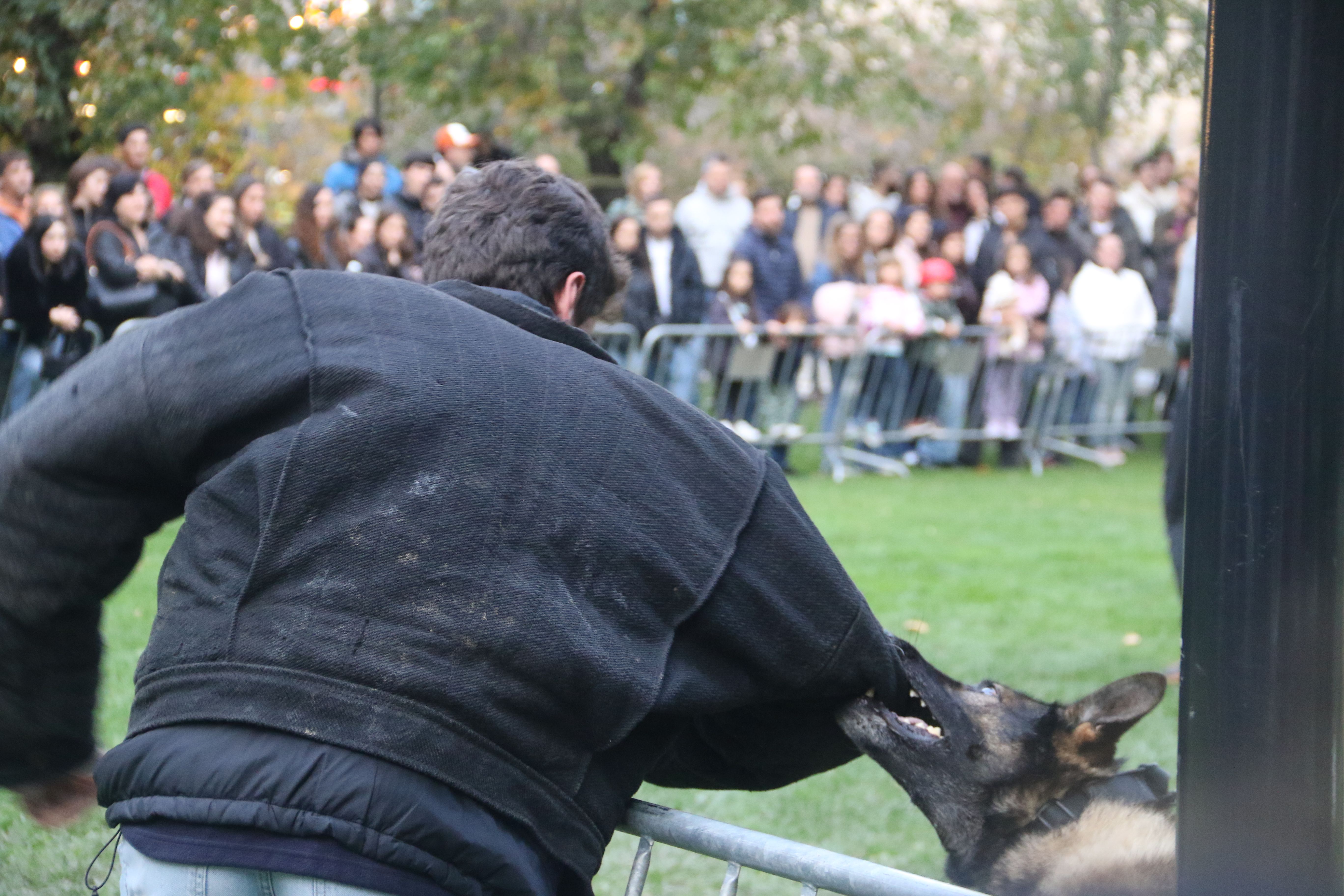 Un dels gossos de la policia aferrat a la jaqueta d'exhibició que s'ha col·locat un voluntari figurant. Un dels gossos de la policia aferrat a la jaqueta d'exhibició que s'ha col·locat un voluntari figurant.