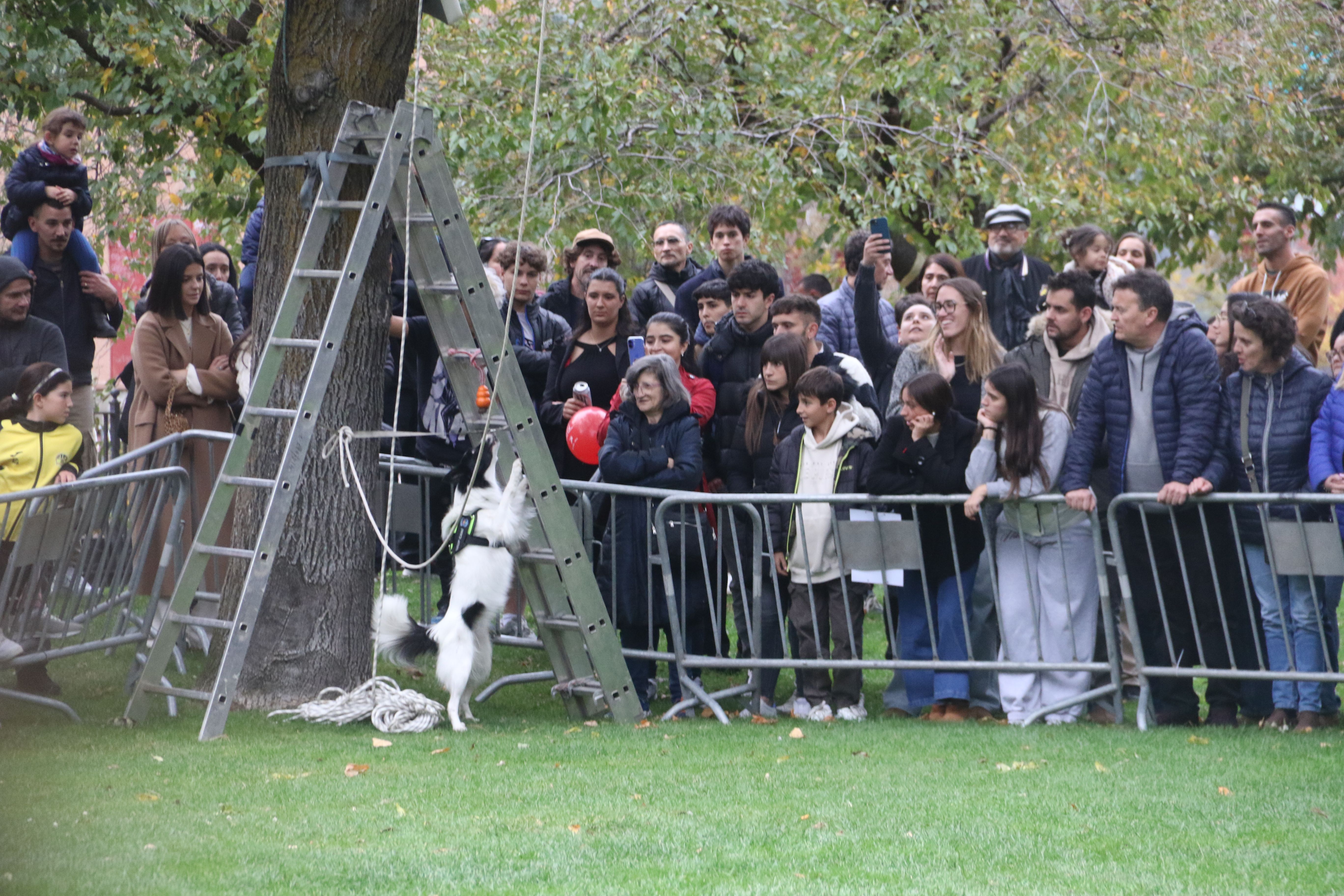 Un dels gossos de banders cercant restes d'un suposat isard mort il·legalment. Un dels gossos de banders cercant restes d'un suposat isard mort il·legalment.