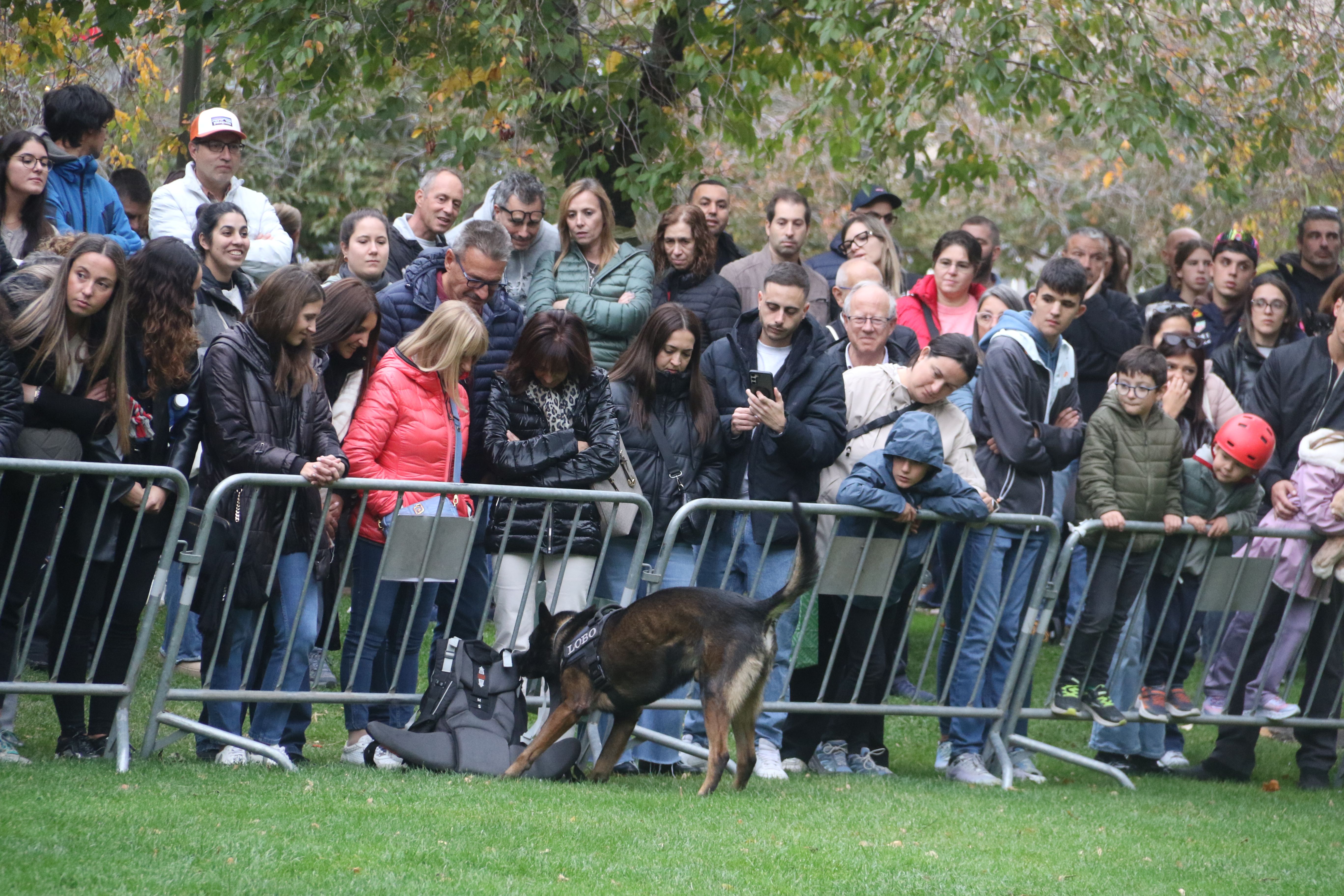 Un dels gossos policia cercant una motxilla sospitosa de contenir un explosiu. Un dels gossos policia cercant una motxilla sospitosa de contenir un explosiu.