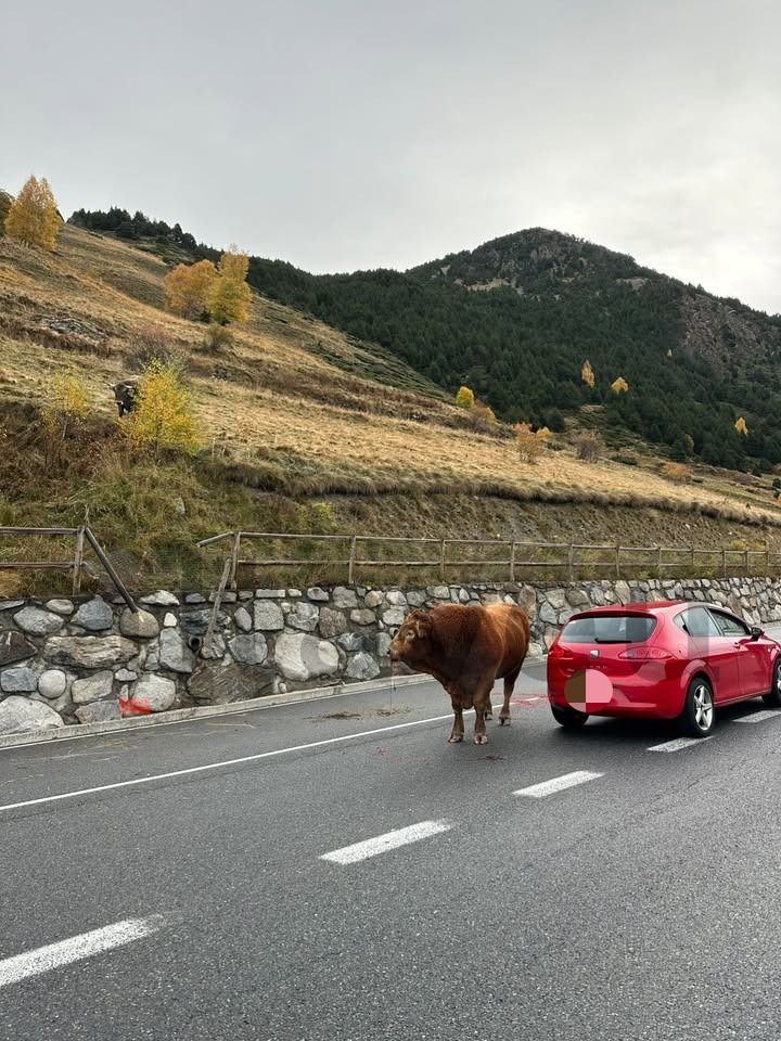 El bou enmig de vehicles.