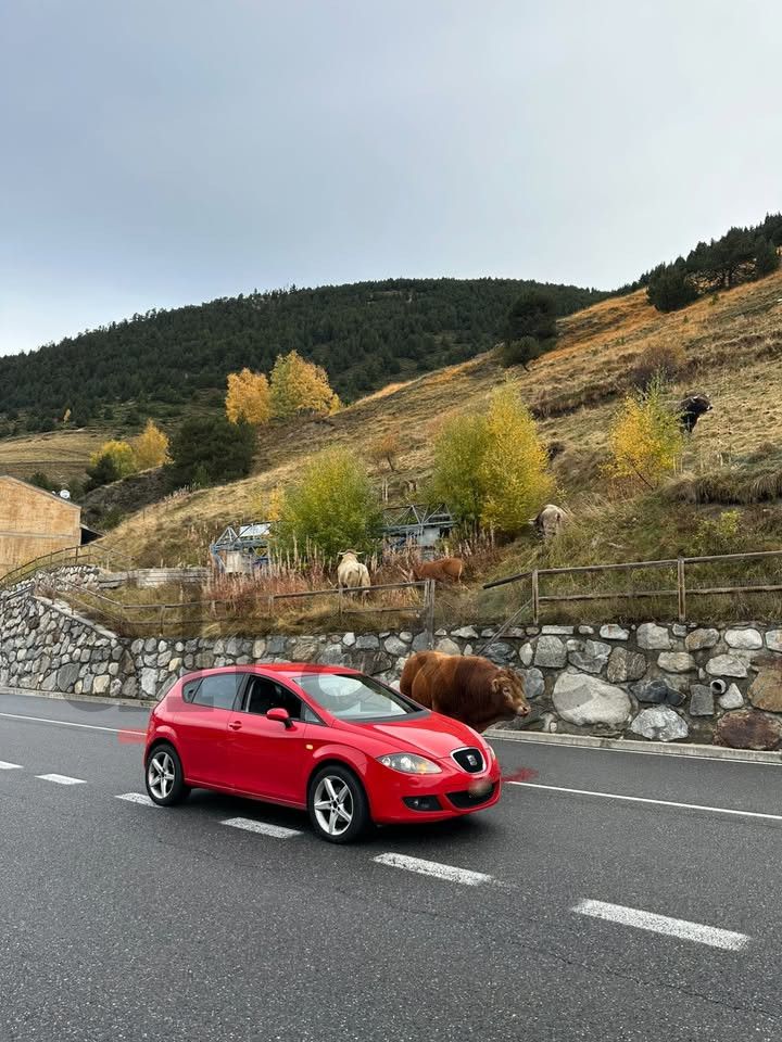 El bou enmig de vehicles.