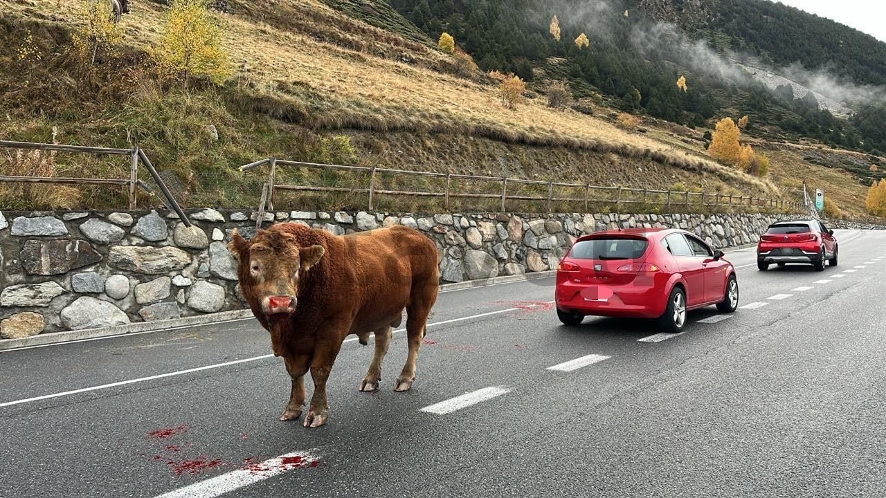 El bou ensangonat al bell mig de la carretera.