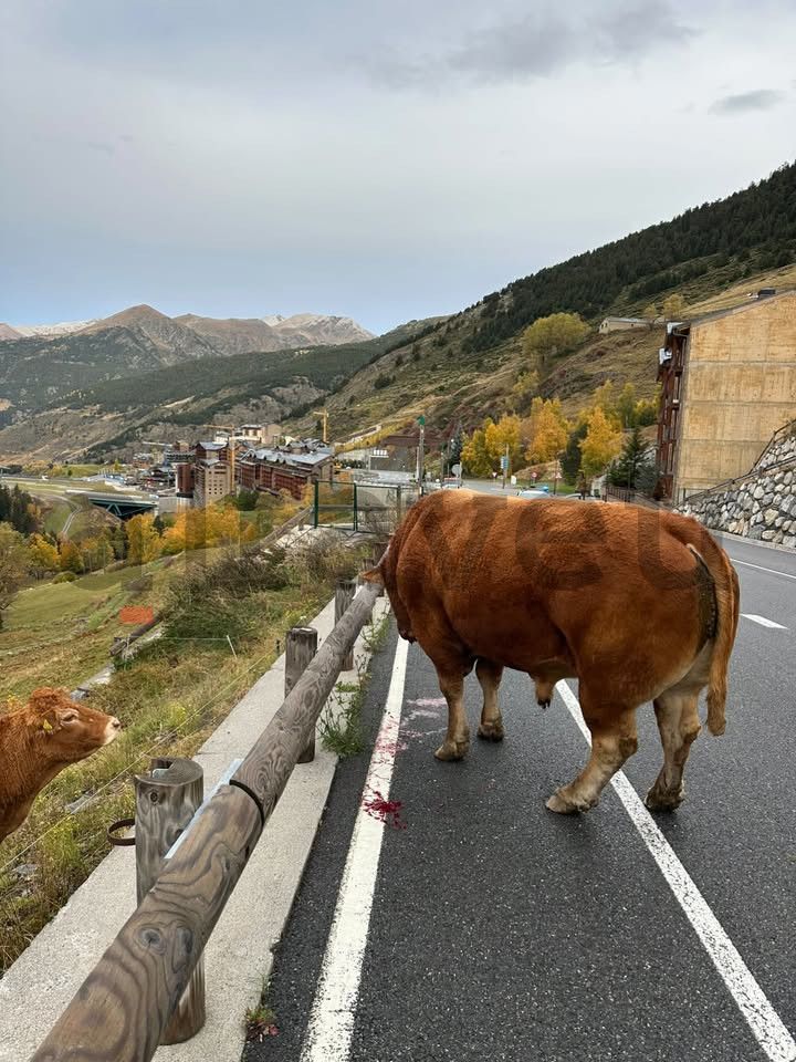 El bou accidentat.