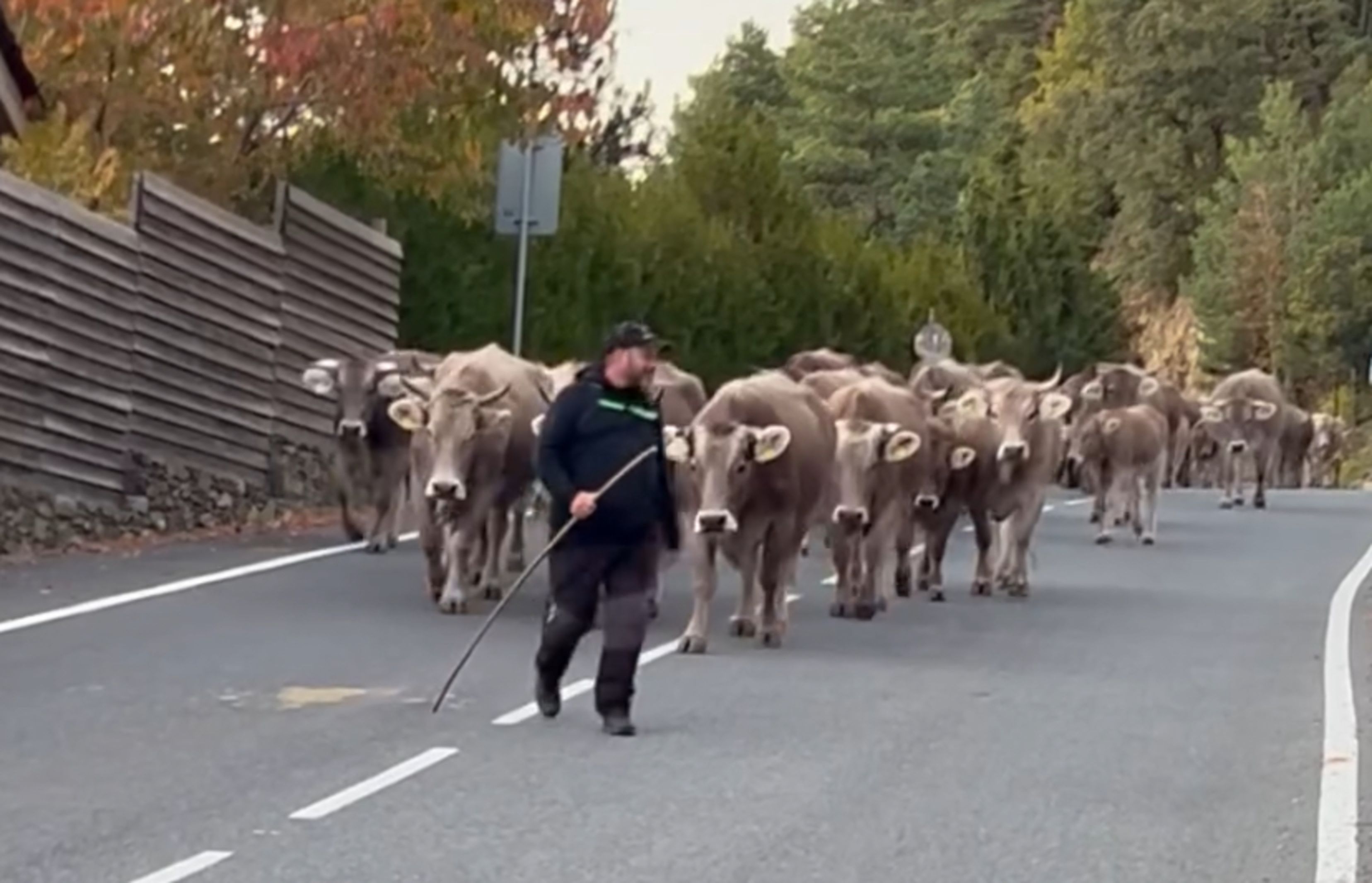 La vacada de casa Folch arribant a Juberri.