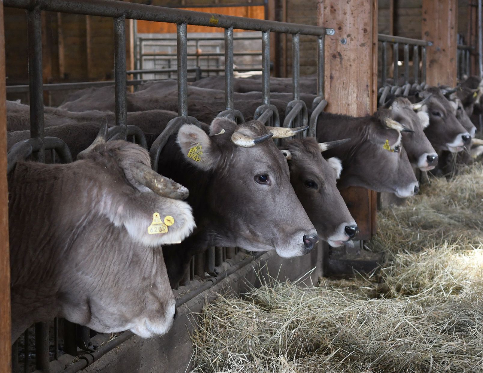 Bestiar boví en una explotació del país.