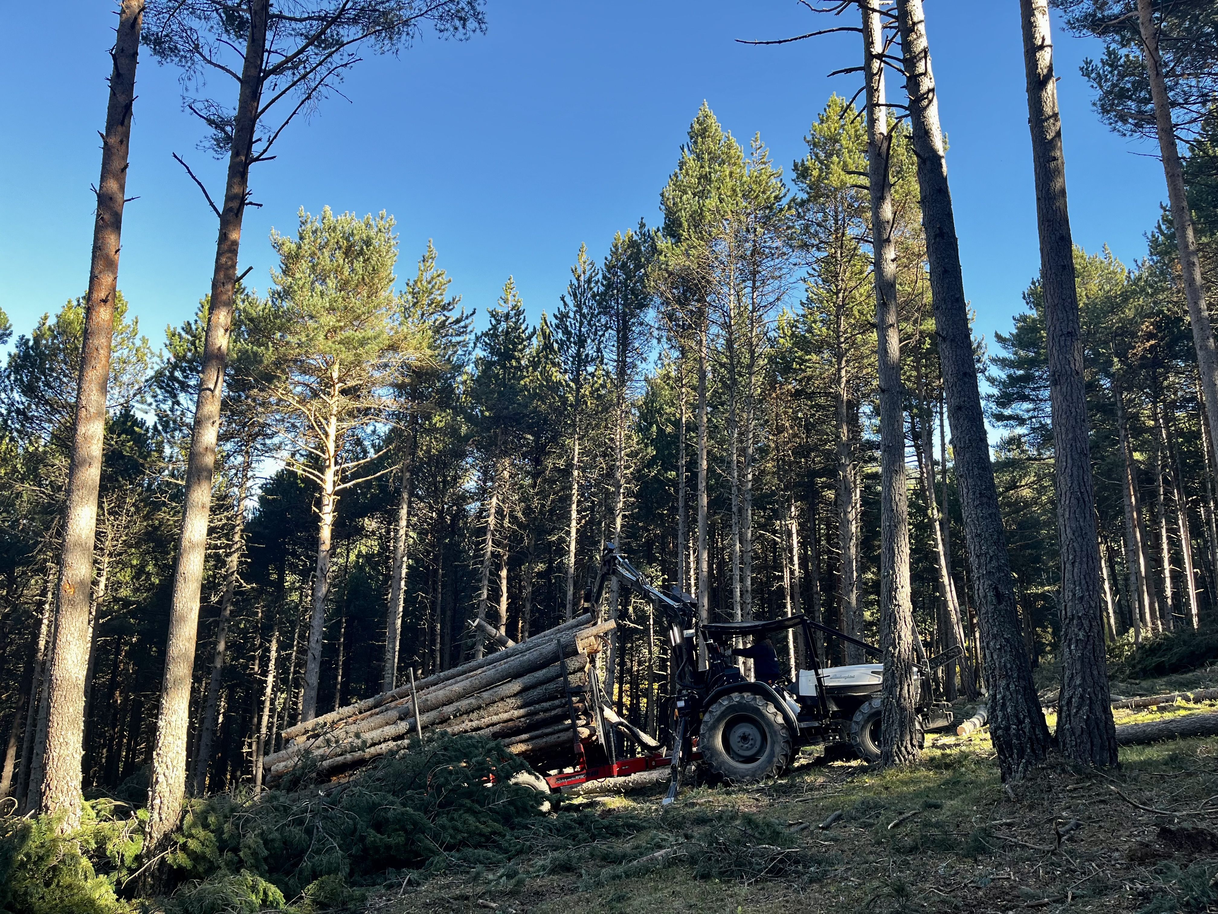 Treballs de recuperació de la pastura als Hortons d’Anyós.