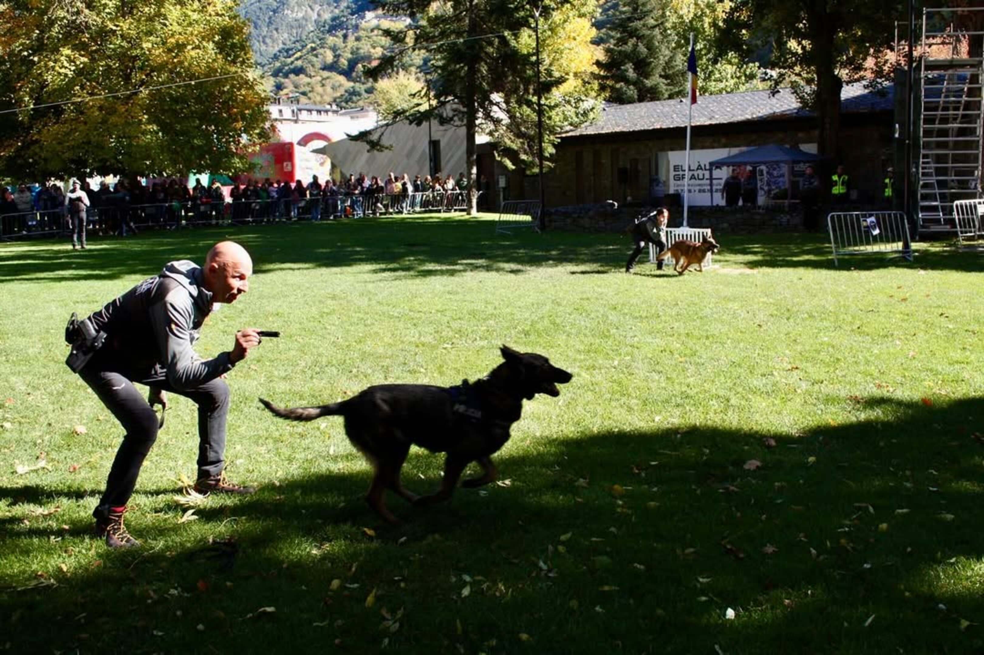 Dos dels guies canins especialitzats en la detecció d'explosius durant una demostració.