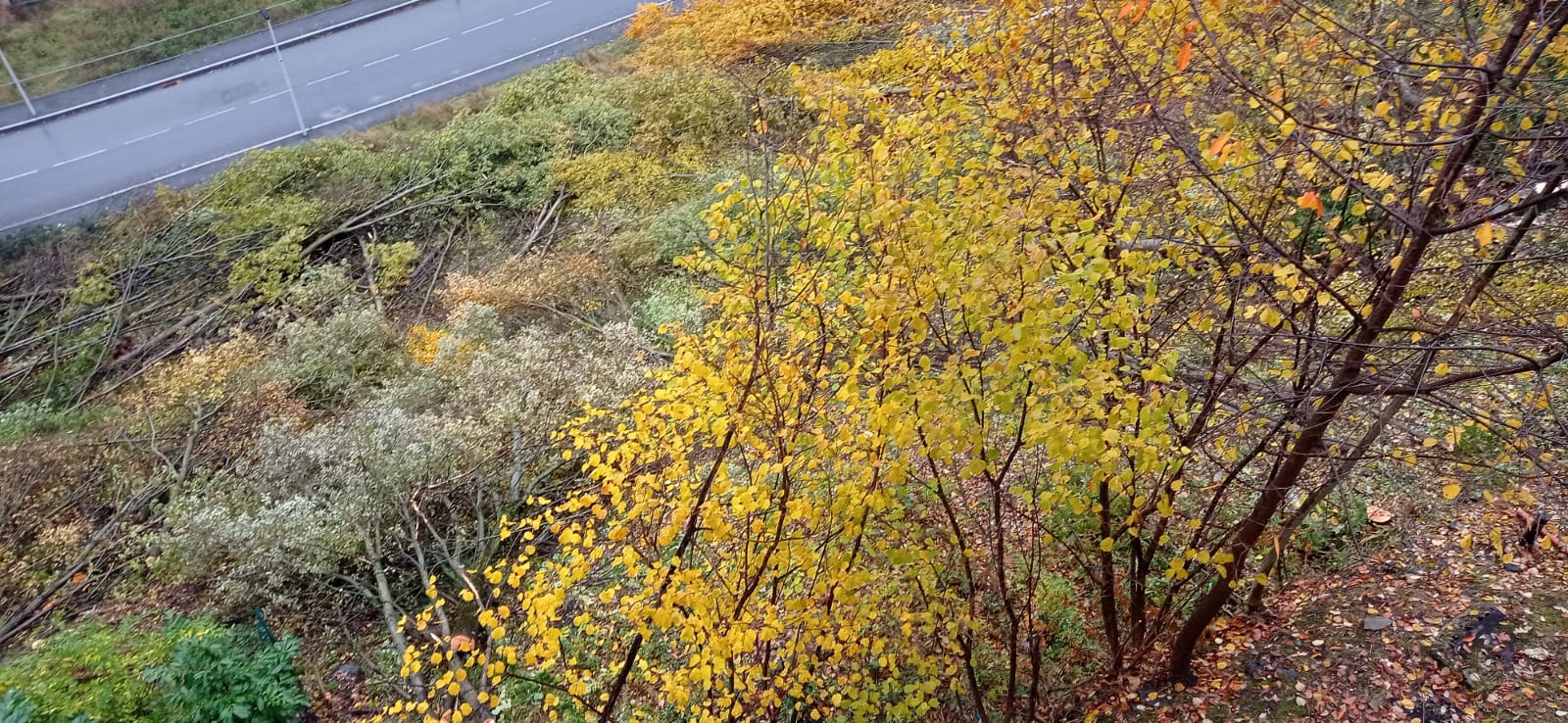 Una imatge d'un dels punts on s'ha fet la tala.