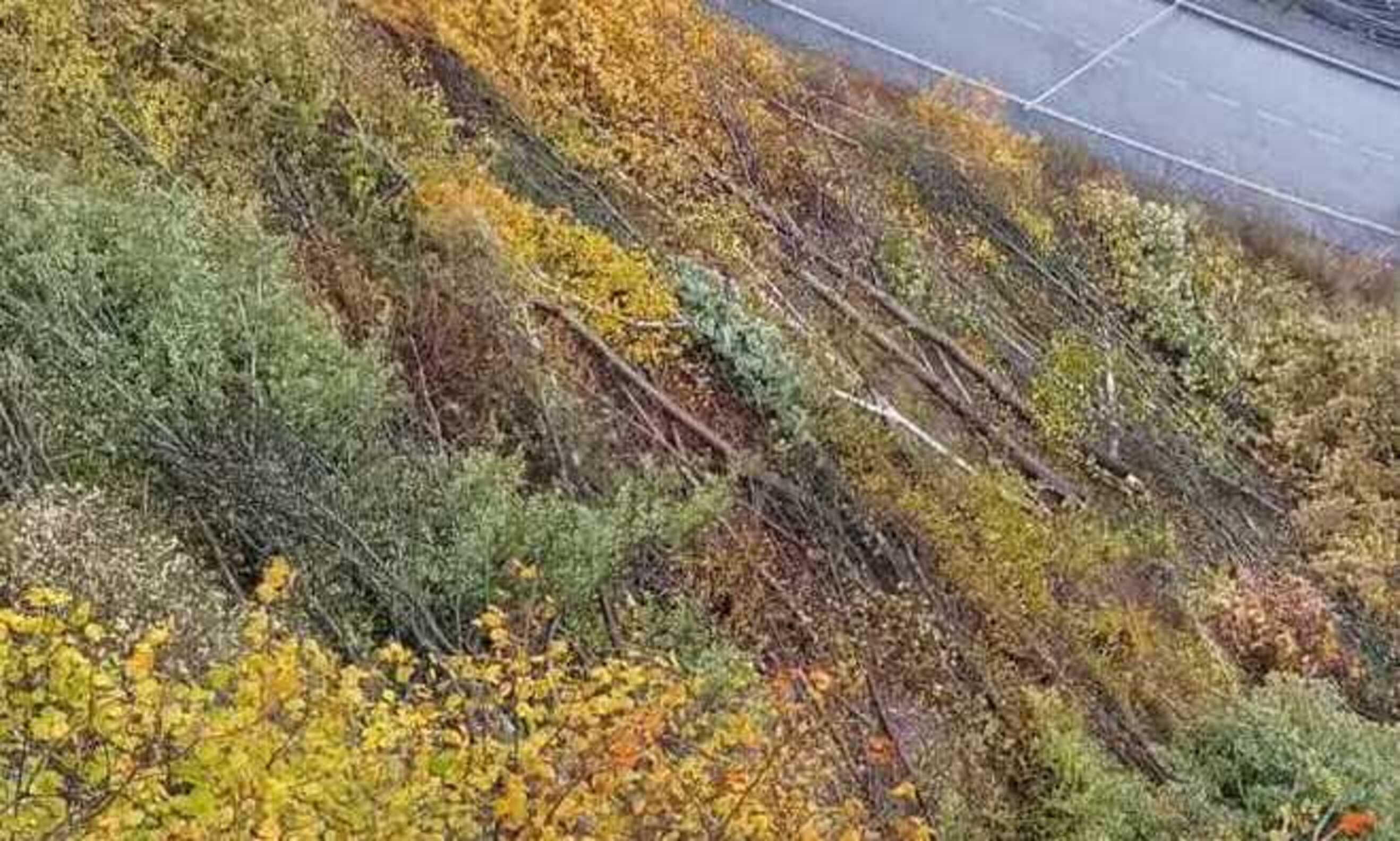 Arbres tallats en les immediacions del Balcó d'Ordino.
