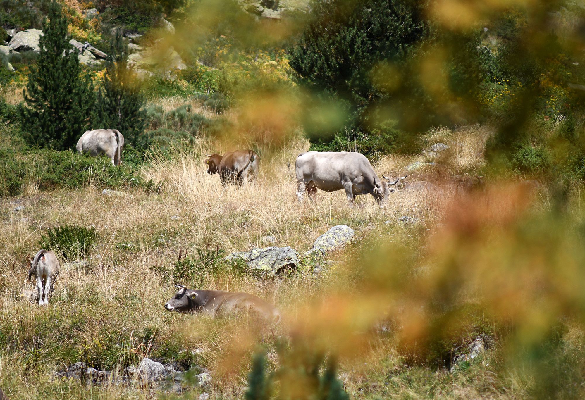 Vaques a la vall de Rialb, a la zona de Sorteny.