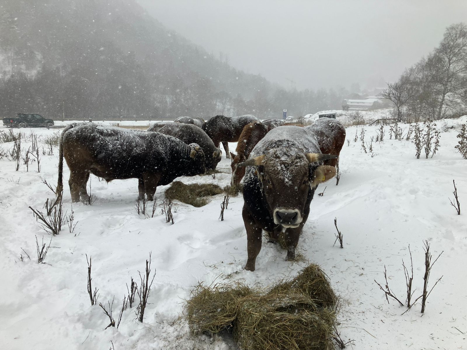 El ramat boví aquest matí.